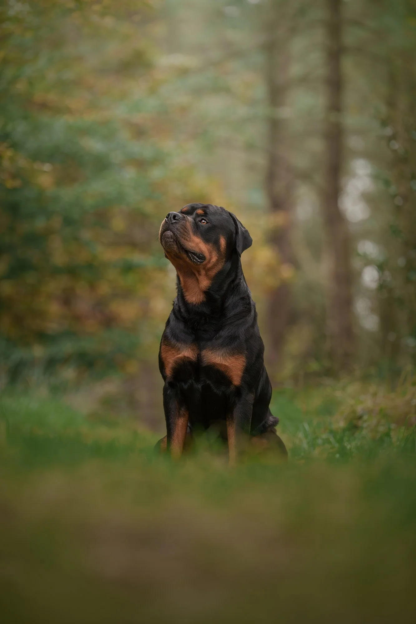 A Rottweiler dog sitting in a lush green forest, looking upward.