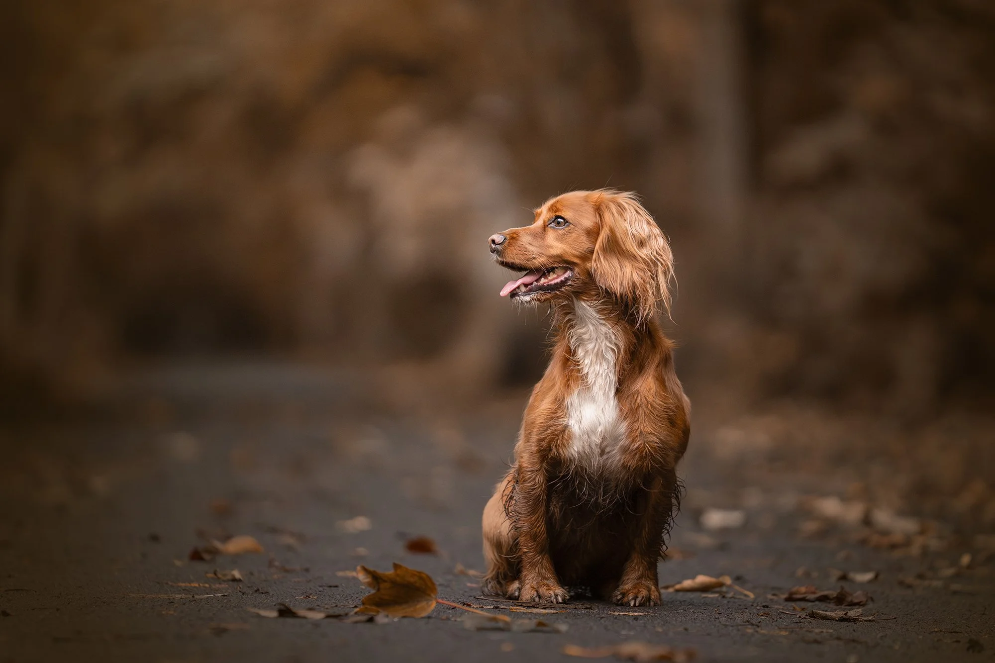 Matt Gladwin Dog Photography Lancashire
