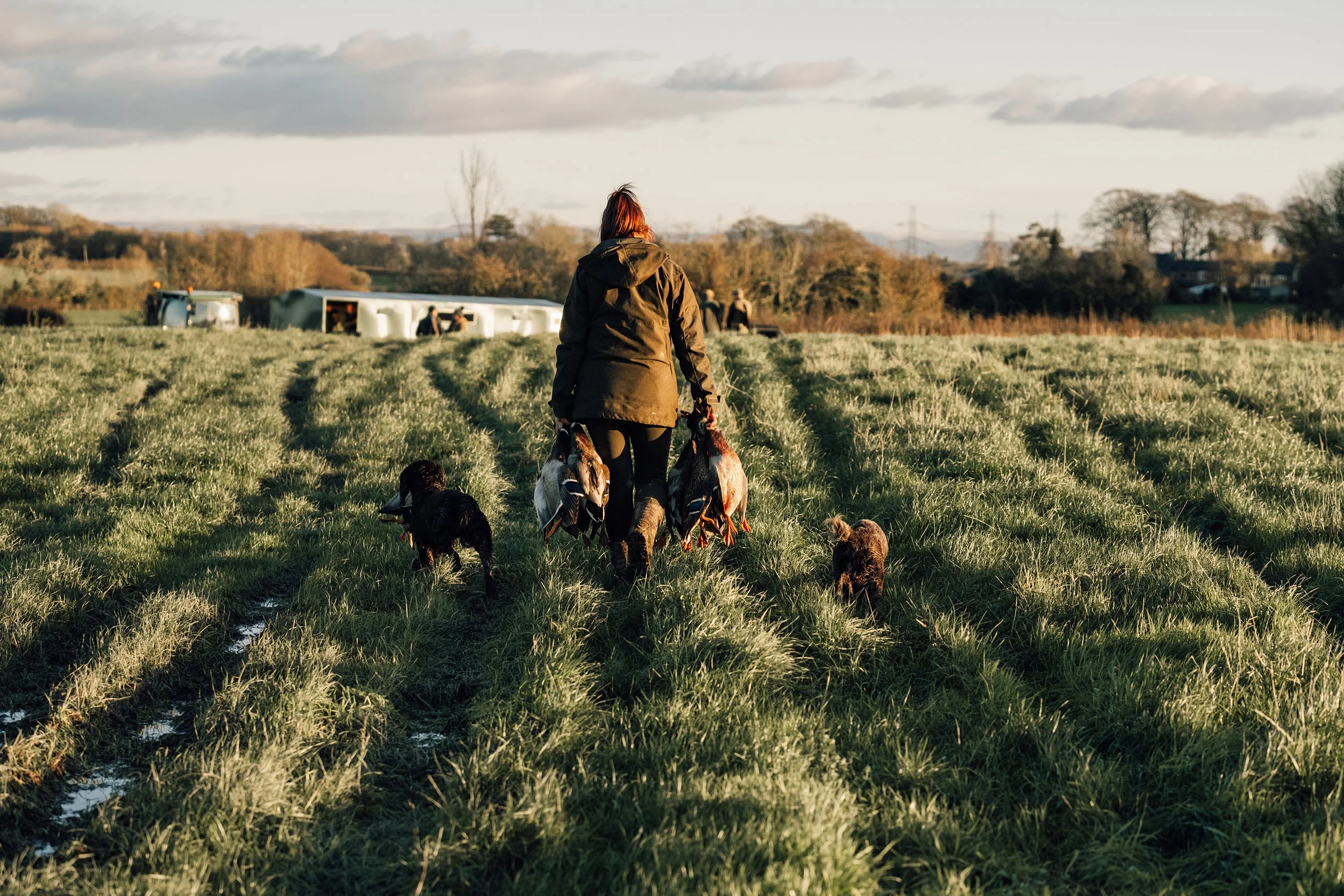 Person walking on a grassy field with three dogs in a rural area during the daytime, carrying hunted ducks, with a line of trees, buildings, and power lines in the background.