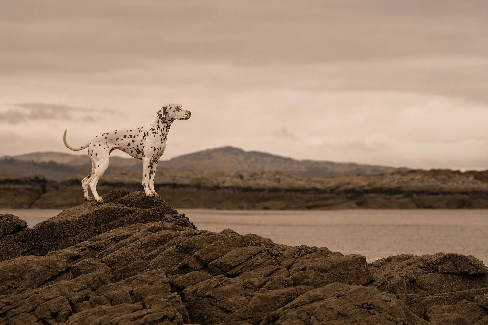 Dalmatian dog standing on rocks overlooking water with a mountainous landscape in the background under cloudy sky.