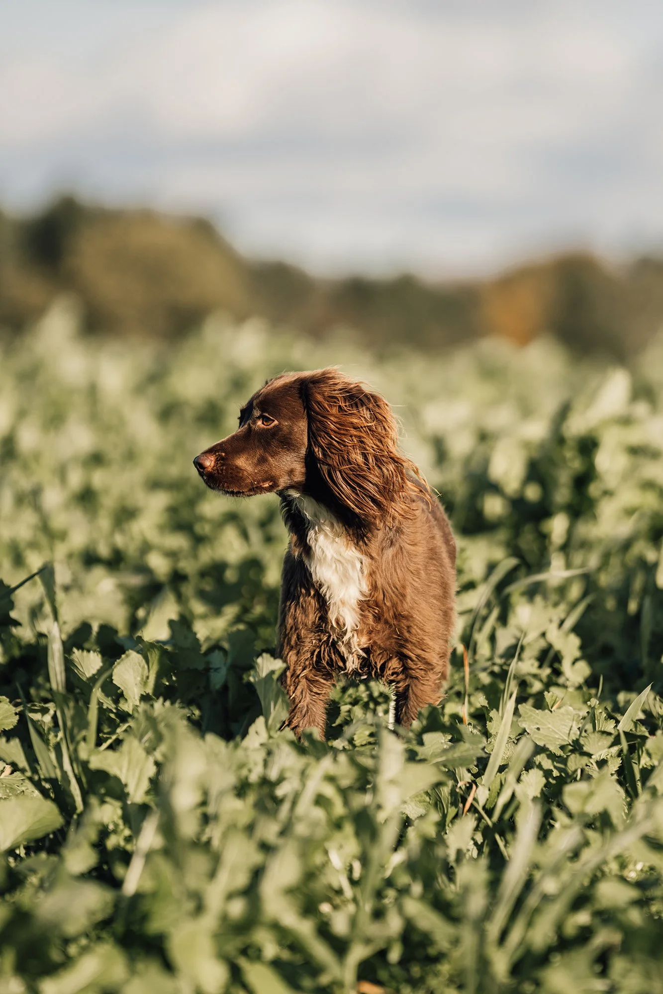 A brown dog with white fur on its chest sitting in a field of green plants under a cloudy sky.