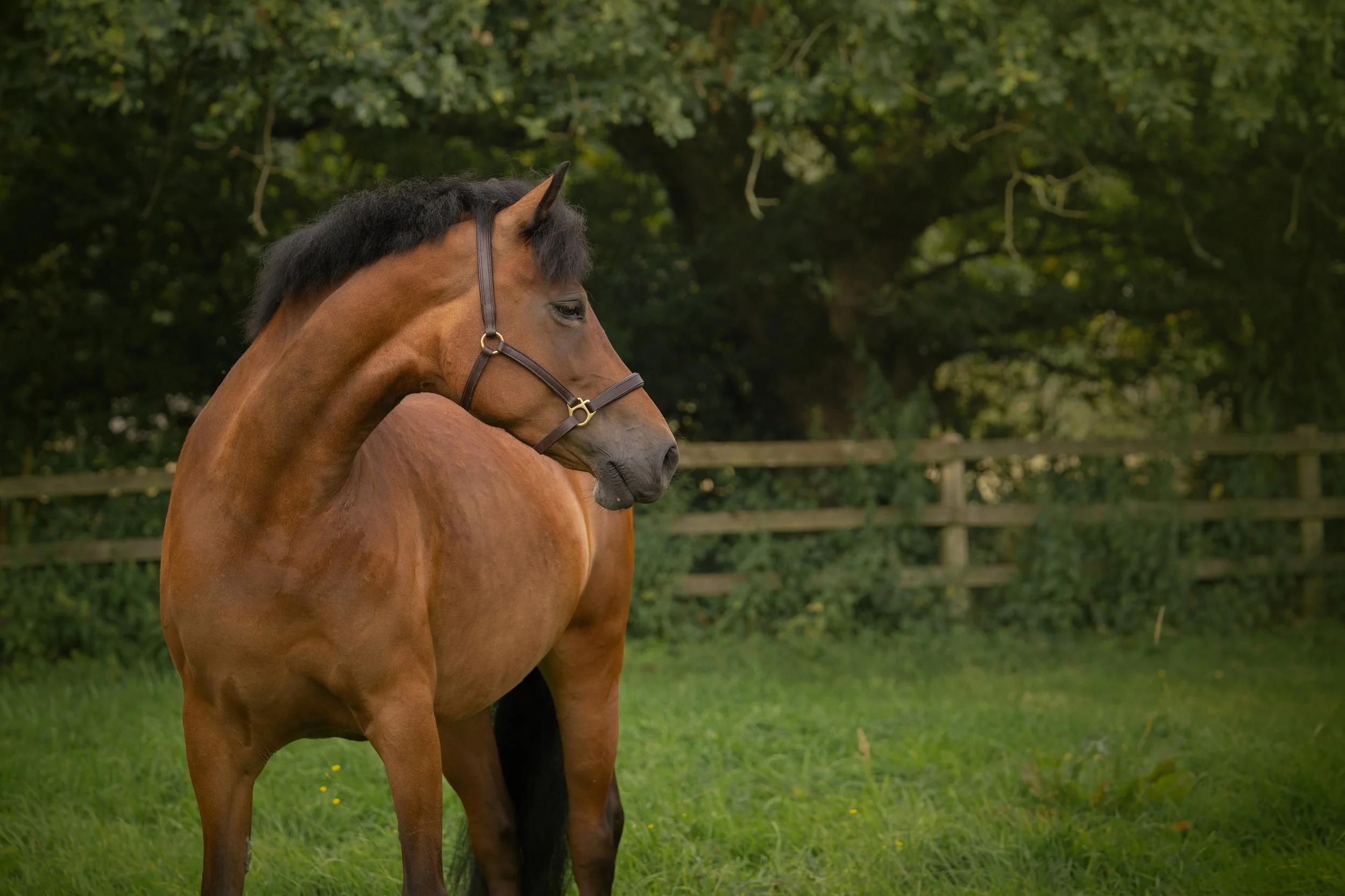 A brown horse with a black mane wearing a brown halter, standing on green grass with trees and a wooden fence in the background.