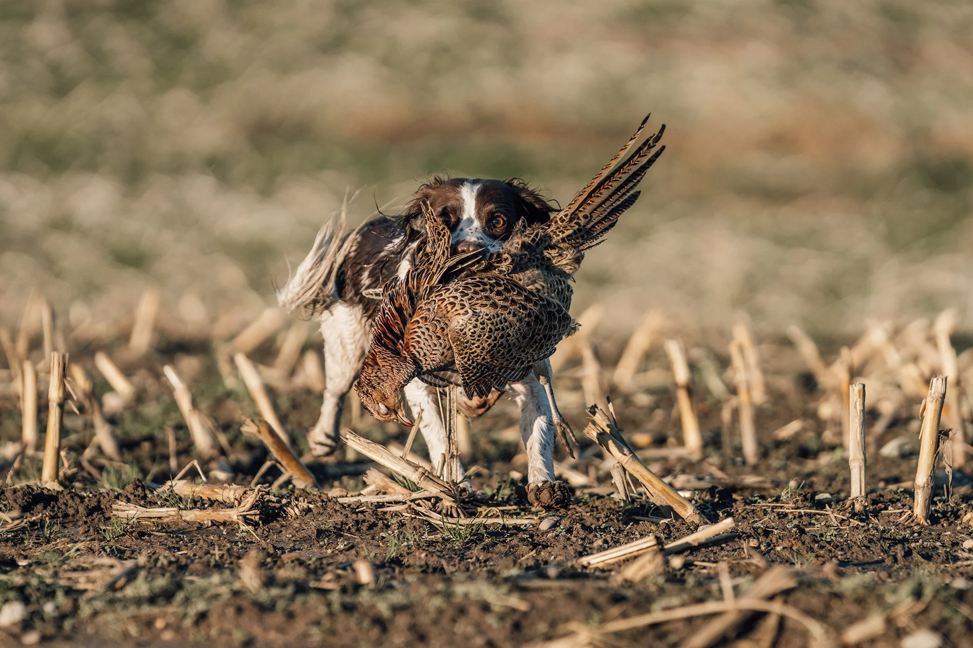 Dog retrieving a pheasant in a field.