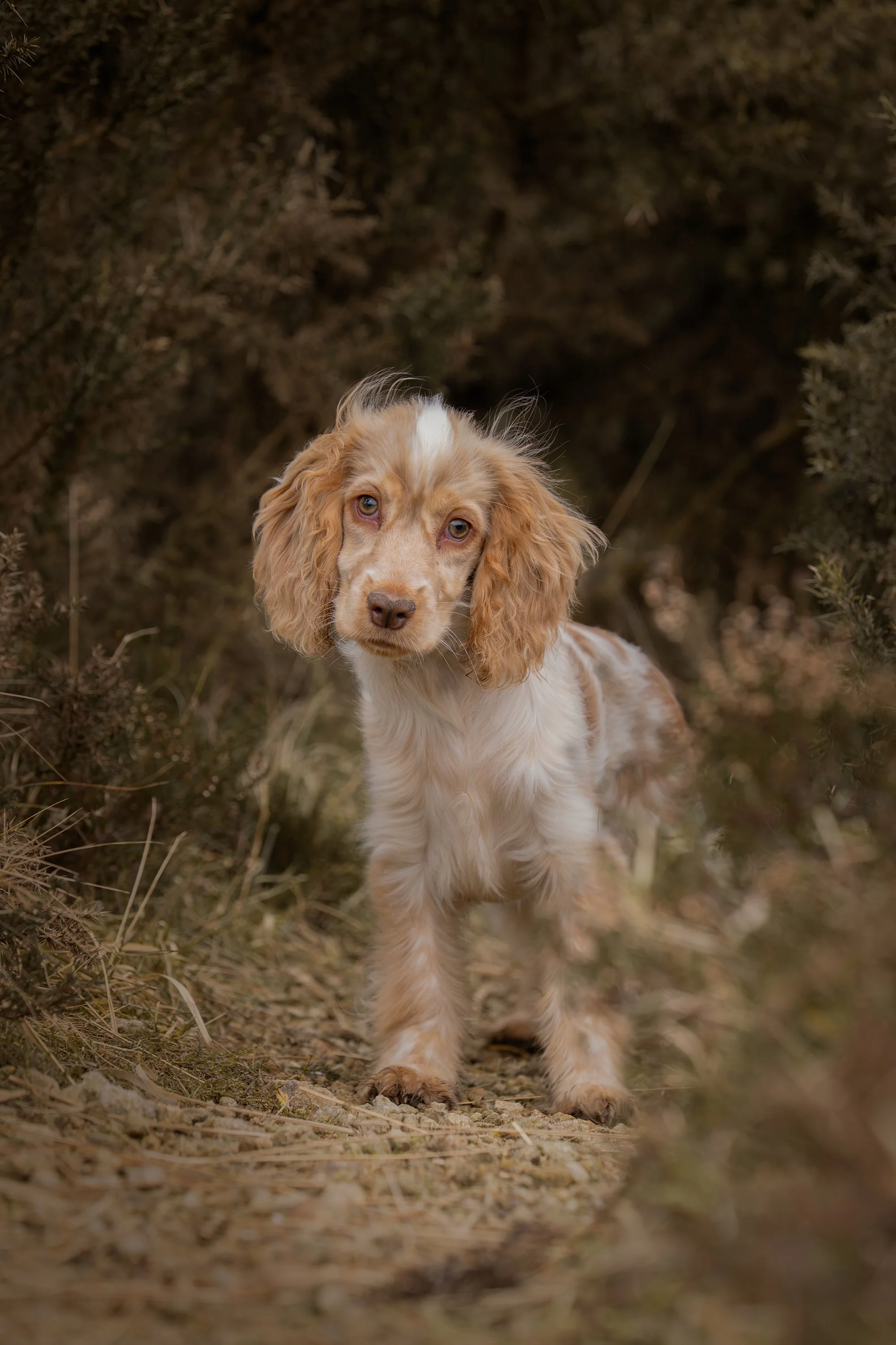 A puppy with brown and white fur and floppy ears standing on a dirt path surrounded by bushes.