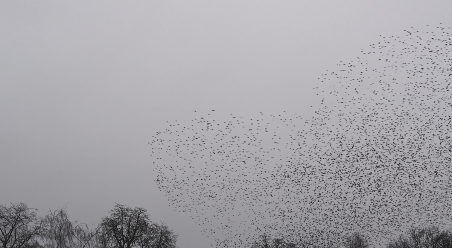 Murmurations_BackImage.png