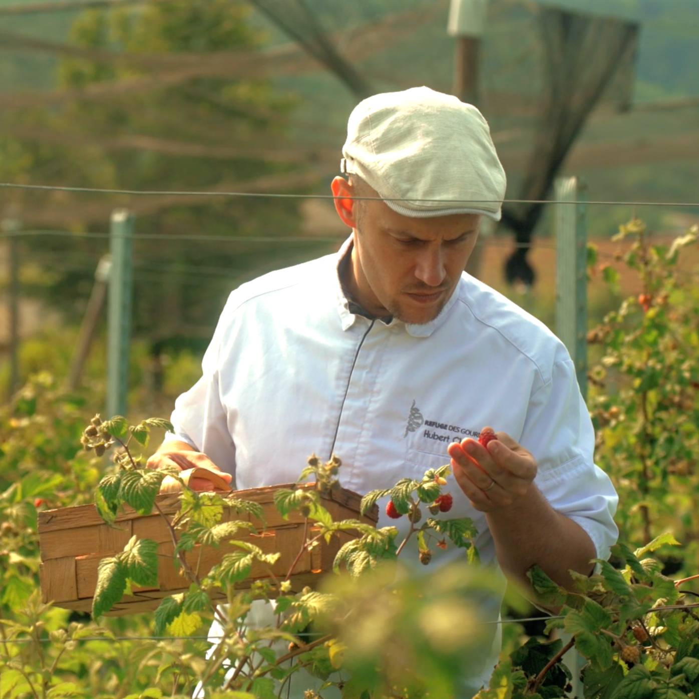 Uomo con cappello bianco che raccoglie lamponi in un campo di lamponi.