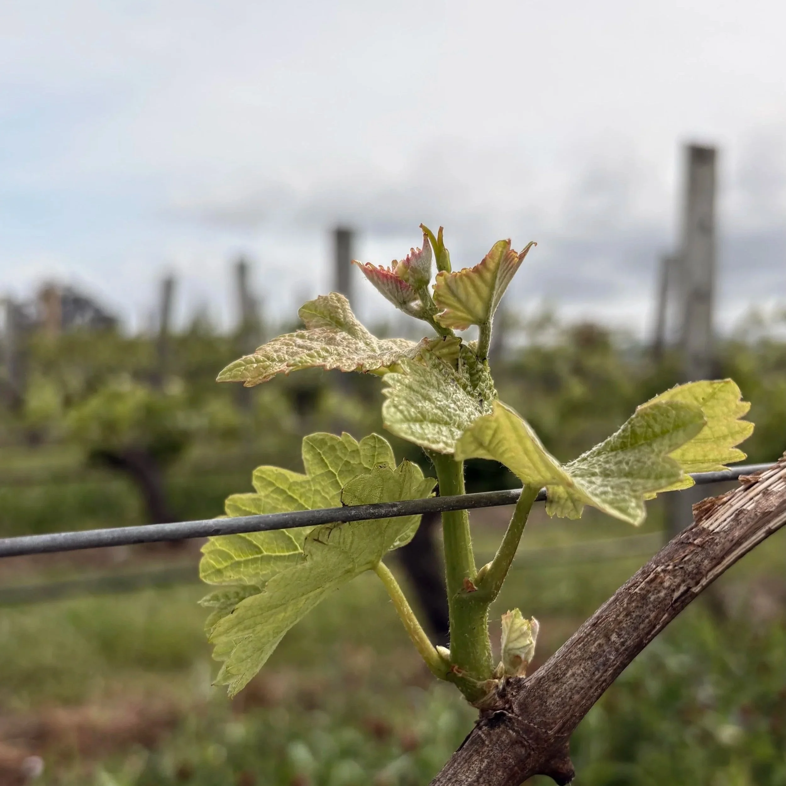 Fertiliser and Vine Nutrition