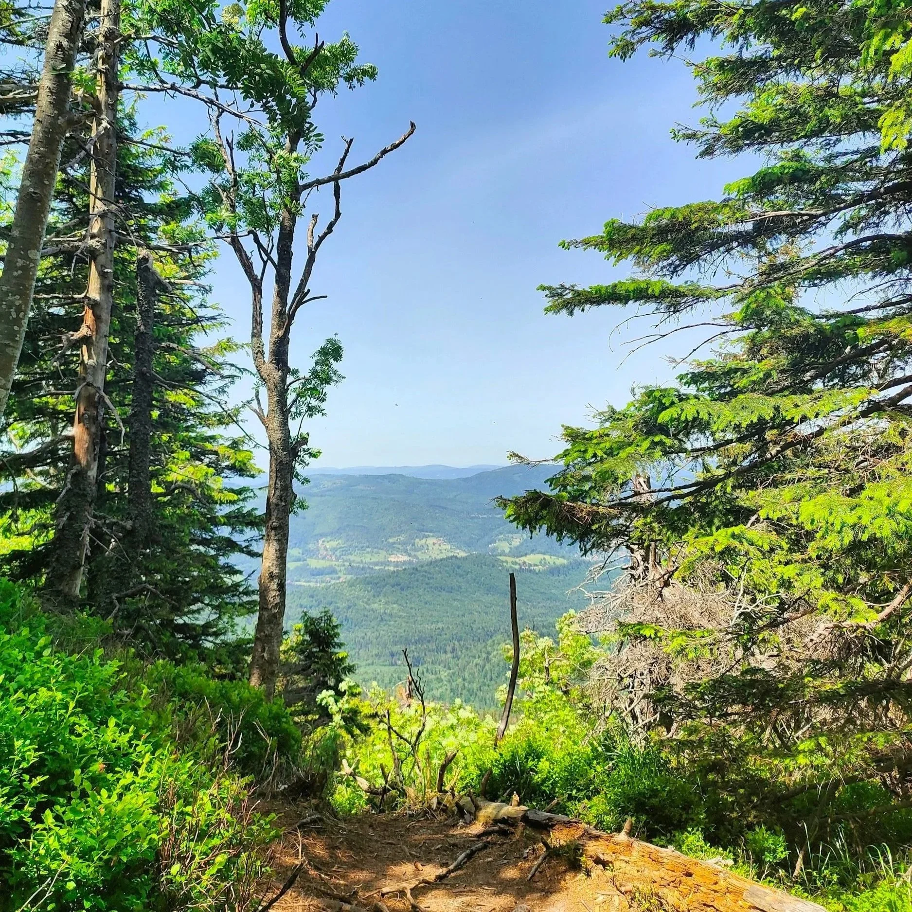 Vallée verdoyante vue depuis une forêt de conifères avec un ciel bleu clair.