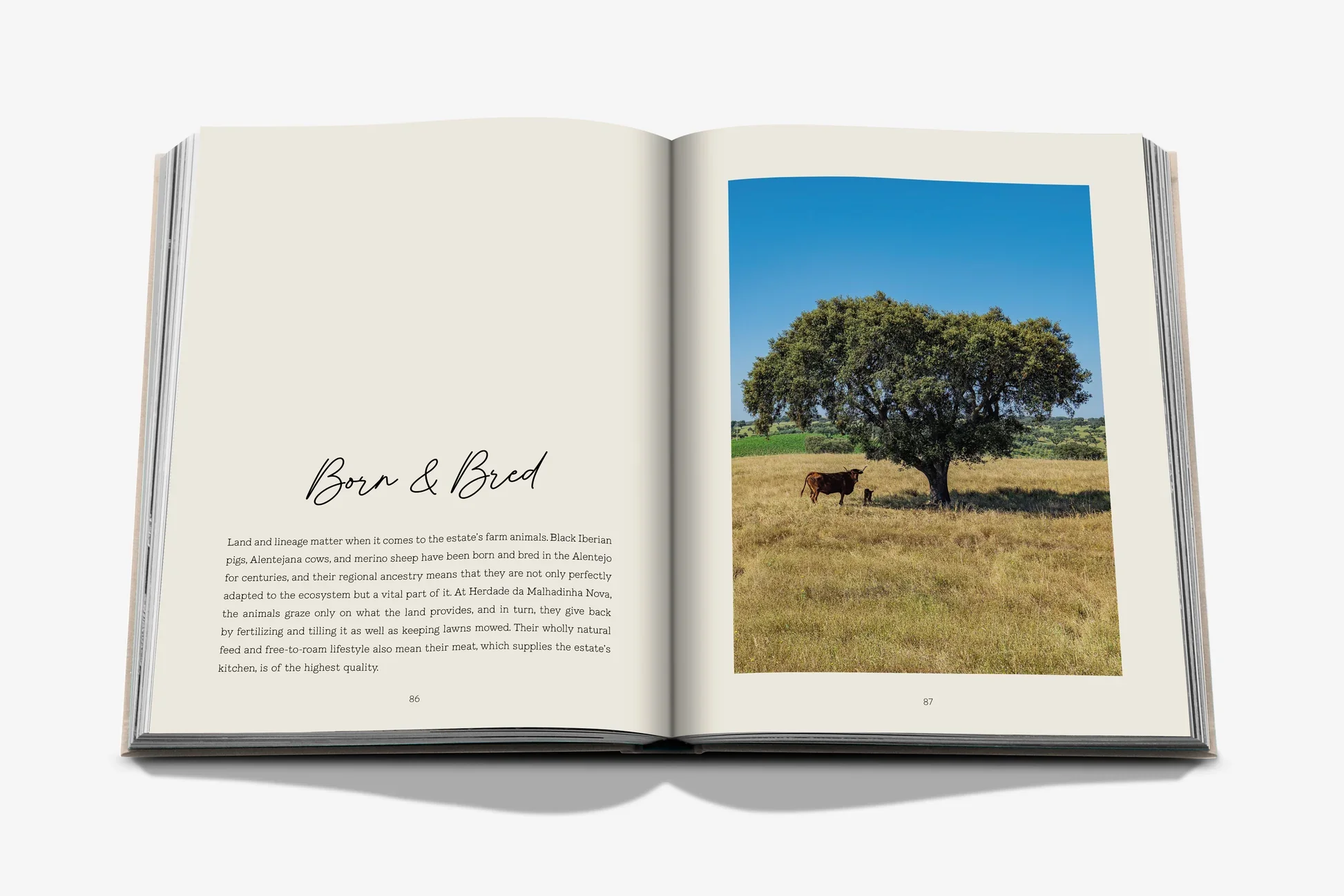 MALHANDINHA_SPREAD_GREY_5 (1).webp