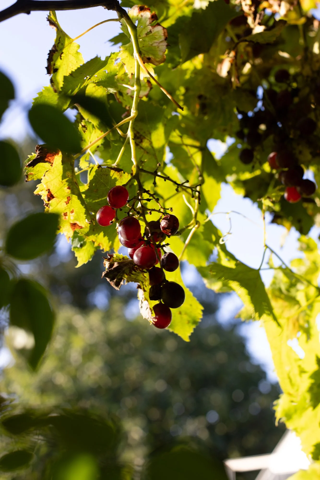 A cluster of red grapes hanging from a vine among green leaves, with sunlight illuminating the scene.