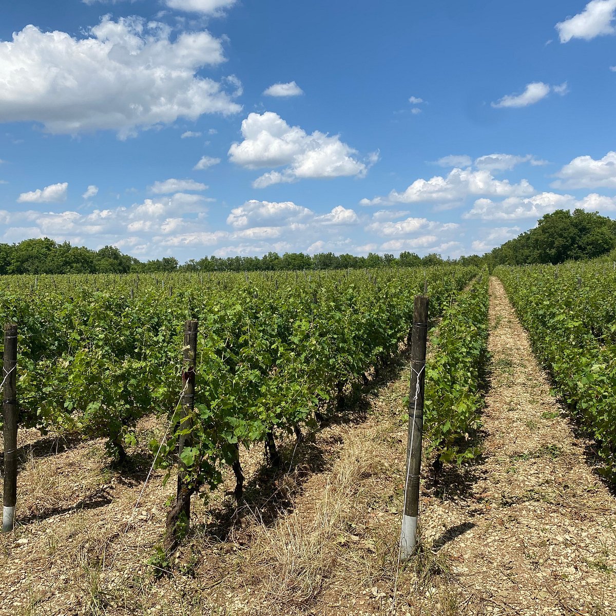 Vineyard with rows of grapevines under a partly cloudy blue sky.