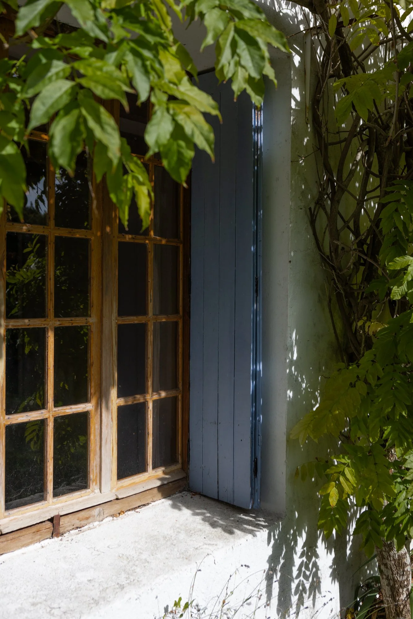 A window with wooden framing and glass panes, partly blocked by green leafy plants, leaning against a wall with a blue shutter partially open, on a sunny day.