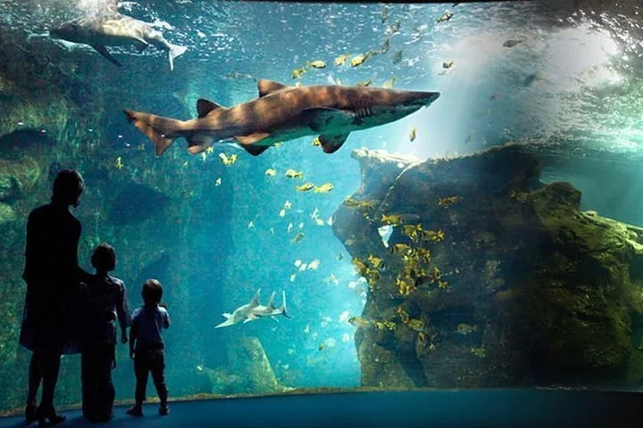 A family of three observing marine life in an aquarium, with a large shark and other fish swimming in the tank.