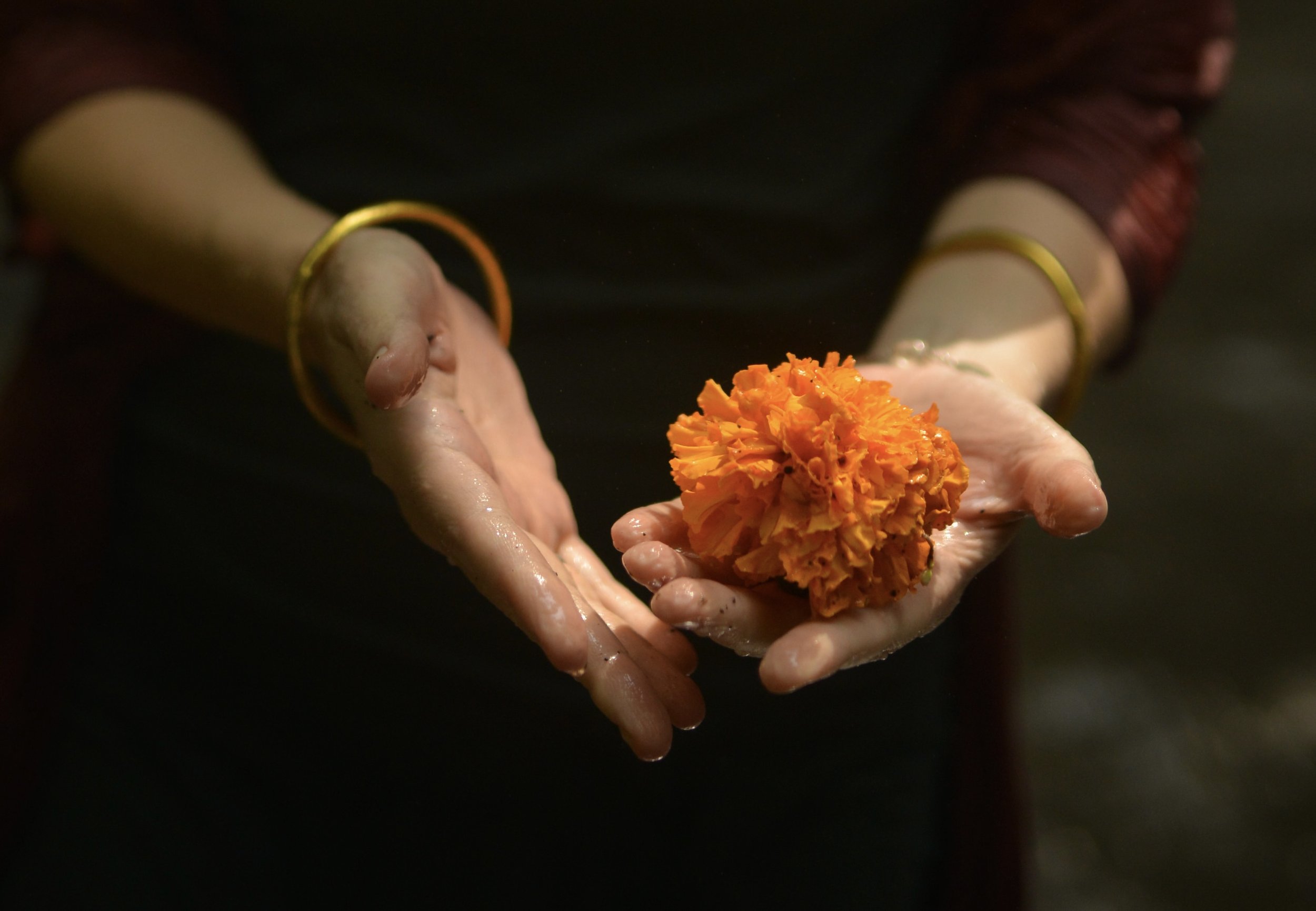 Person holding a marigold flower in wet hands, wearing gold bracelets, dark background, About page image for an adult and couples therapy practice.
