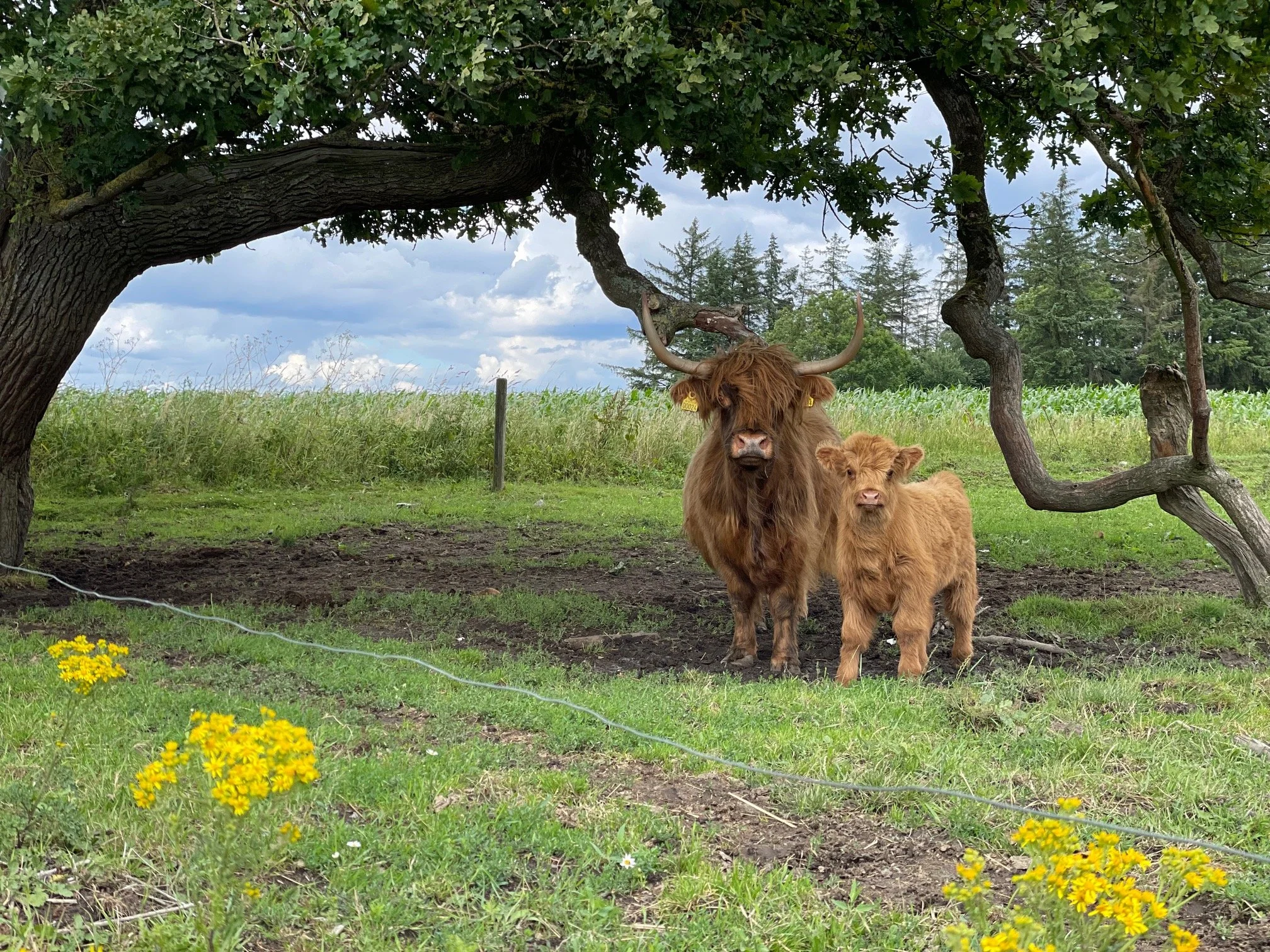 Bondegårdsferie i Sydjylland – komfortable lejligheder og ægte gårdstemning på Bremsmaj Farmstay.
