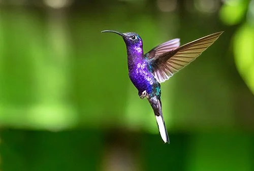 Why I Chose the Hummingbird for My Logo
