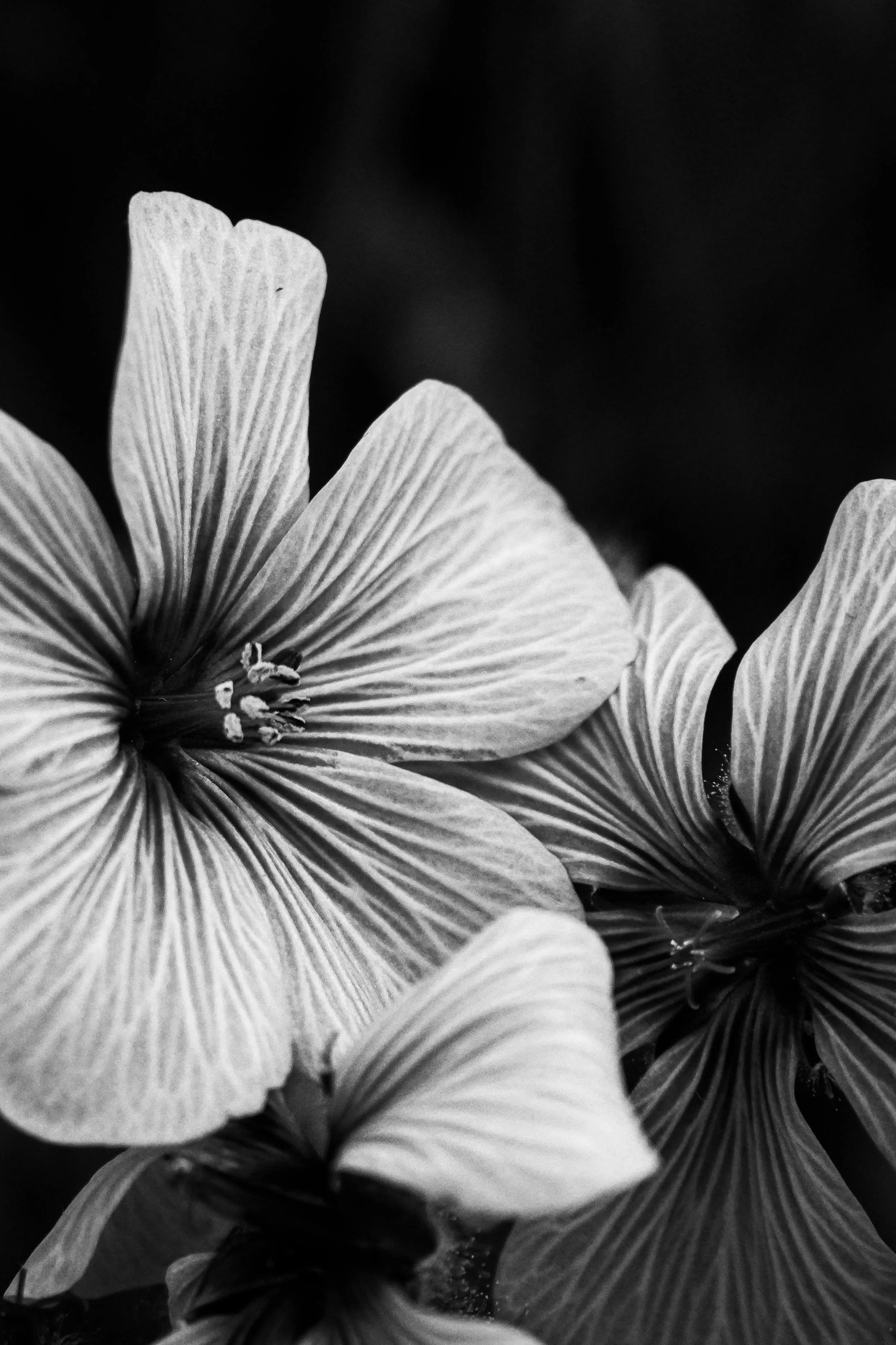 Close-up of three large flowers with delicate, veined petals in black and white, set against a dark background.