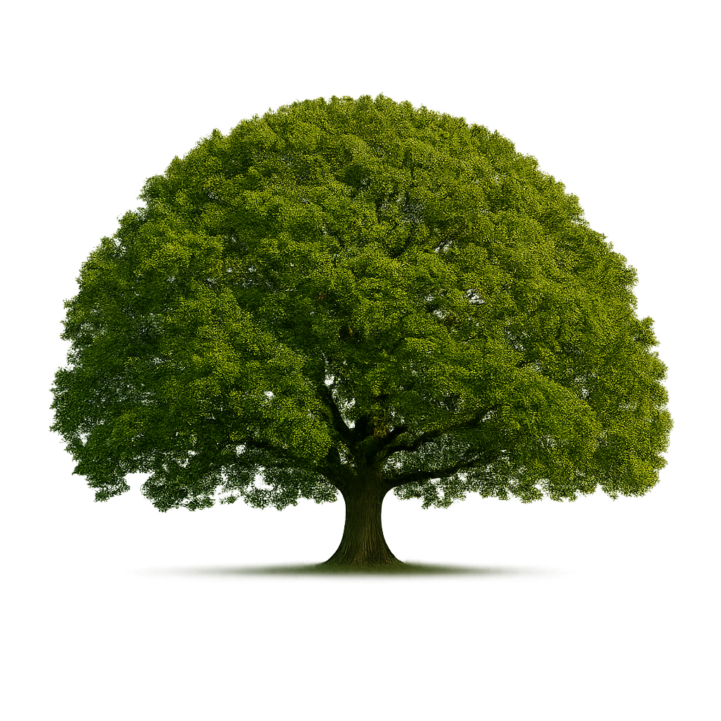 A lush green tree with a full canopy of leaves, isolated against a softly blurred green background.