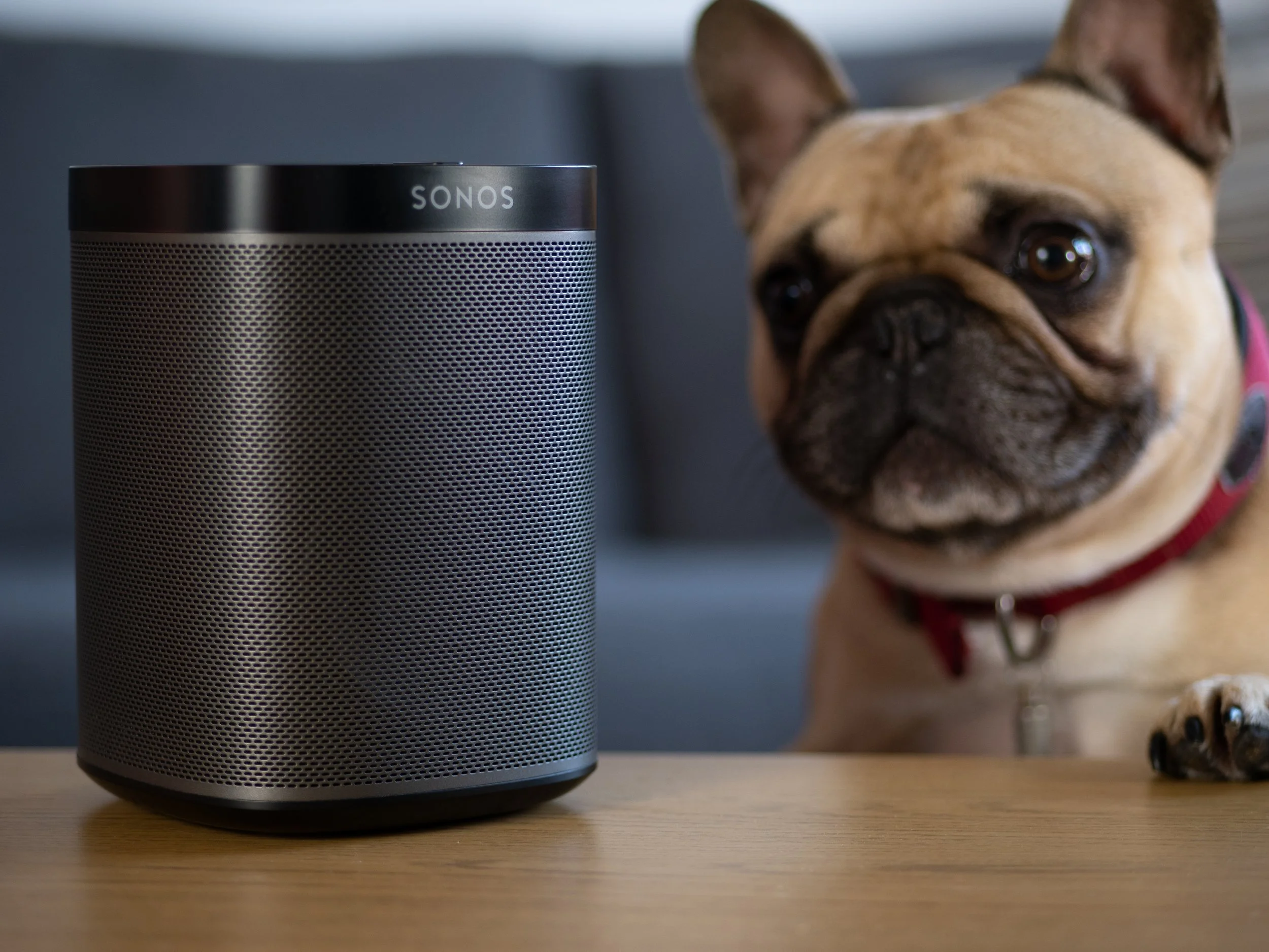 A Sonos speaker placed on a wooden table with a French Bulldog sitting behind it, looking directly at the camera.