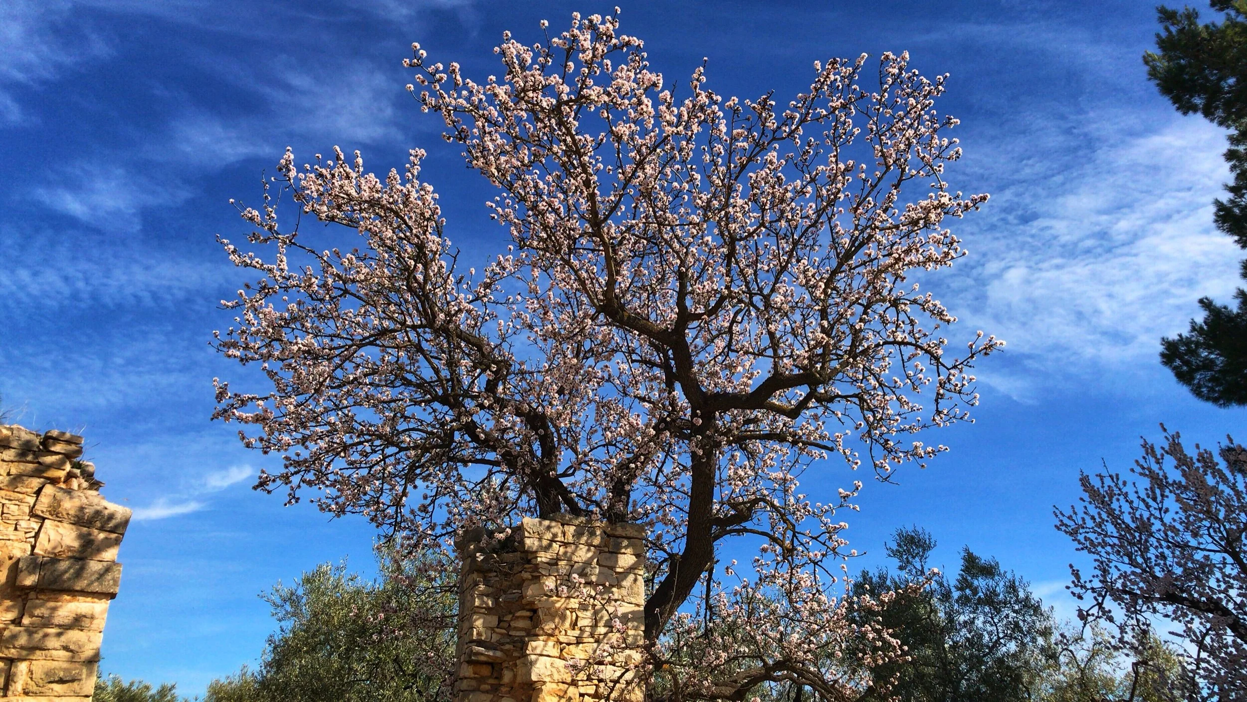 Tree in pink blossom against a blue sky beside old stone walls