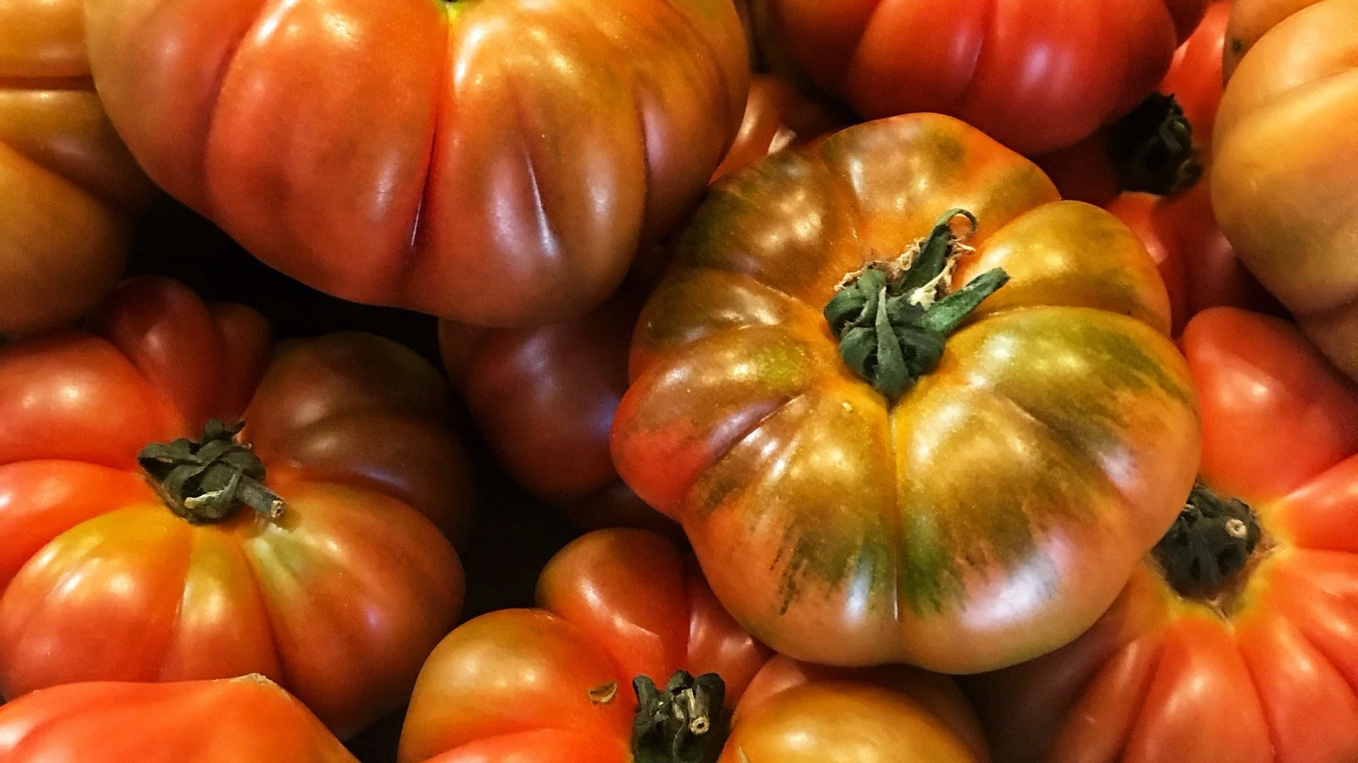 Ripe heirloom tomatoes in red, orange and green