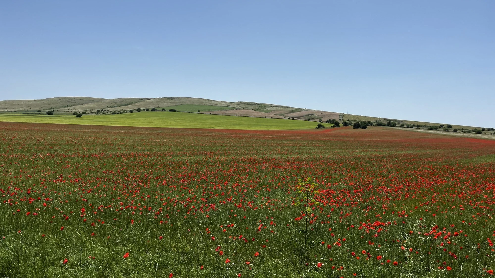 Field of red poppies in the Puglia countryside under a clear sky