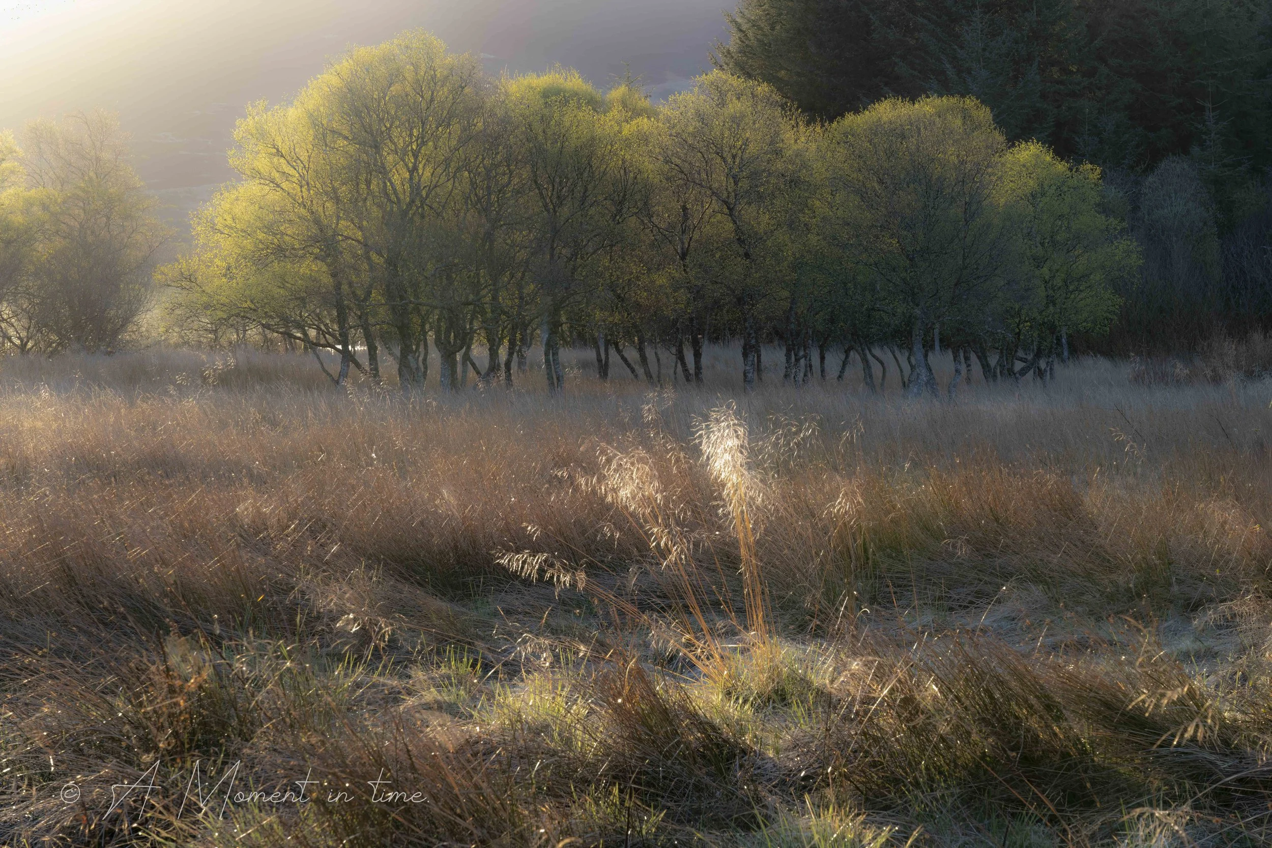 Silver momets AMIT.jpg