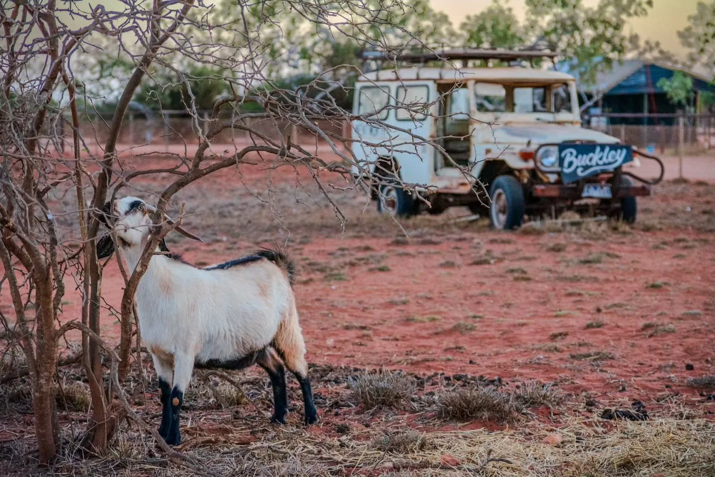 Just another local on red dirt time.

#lostroads #outbackwa #westernaustralia #pilbara #rawaustralia #wanderout #aussieadventure #outbacklife #reddertdreaming #australiancoast #ruralwa #oldlandcruiser #wildwest #outbackphotography