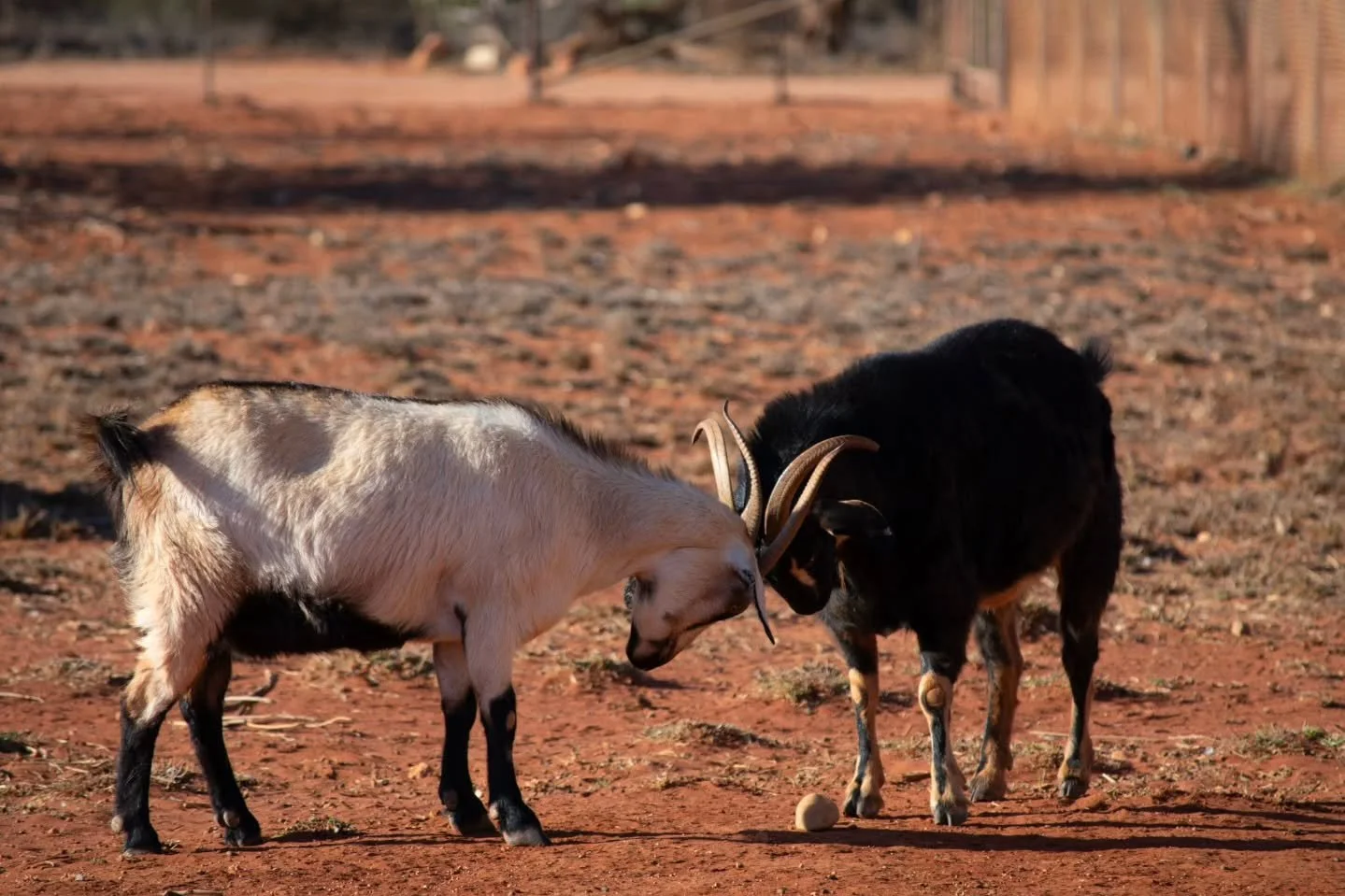 Outback negotiations. No words. Just horns.

#lostroads
#outbackaustralia
#australianoutback
#bushlife
#stationlife