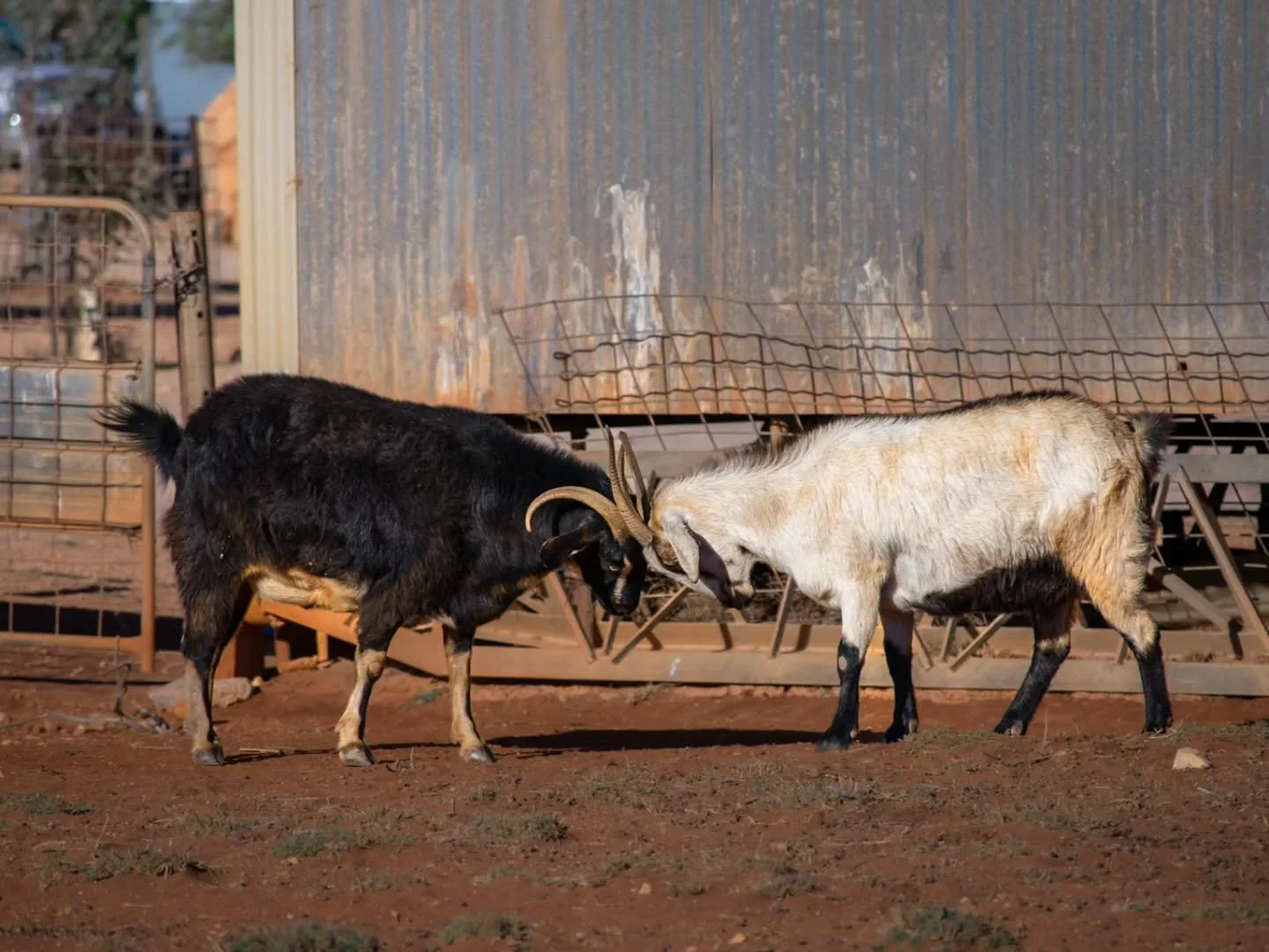 The aftermath of a lovers' quarrel. Nobody wins.

#lostroads
#outbackaustralia
#australianwildlife
#ruralaustralia
#explorewa