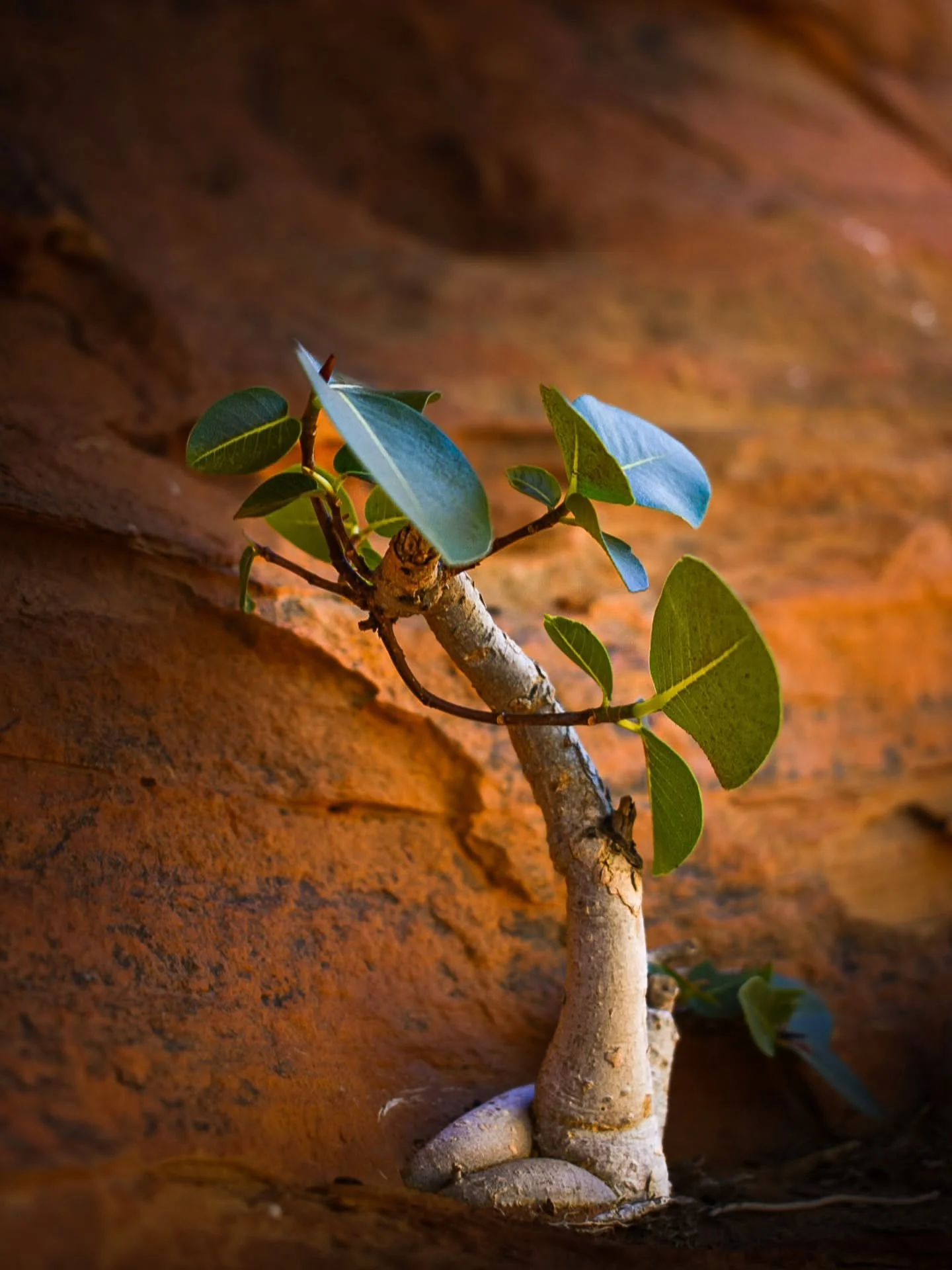 It shouldn't be here... but it is.
Somehow, it's not just surviving-it's thriving.

#TheKimberley 
#outbackaustralia 
#resilience 
#NaturePhotography 
#lostroads