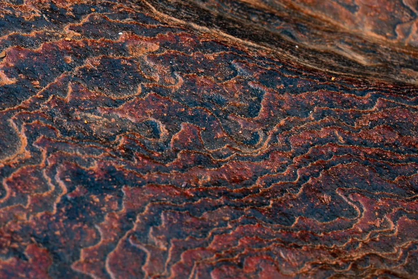 You don't need a landscape to see the outback - Sometimes it's in the details. 

#lostroads 
#karijini 
#pilbara 
#abstractnature 
#australianlandscape