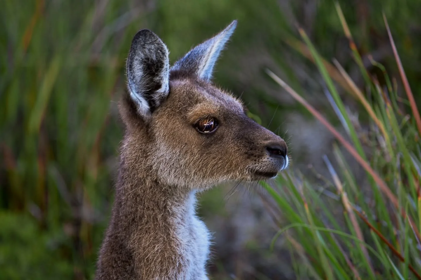 Keeping an eye on mum.

#lostroads 
#goldenoutback
#AustraliaWildlife 
#WesternAustralia 
#outbackaustralia