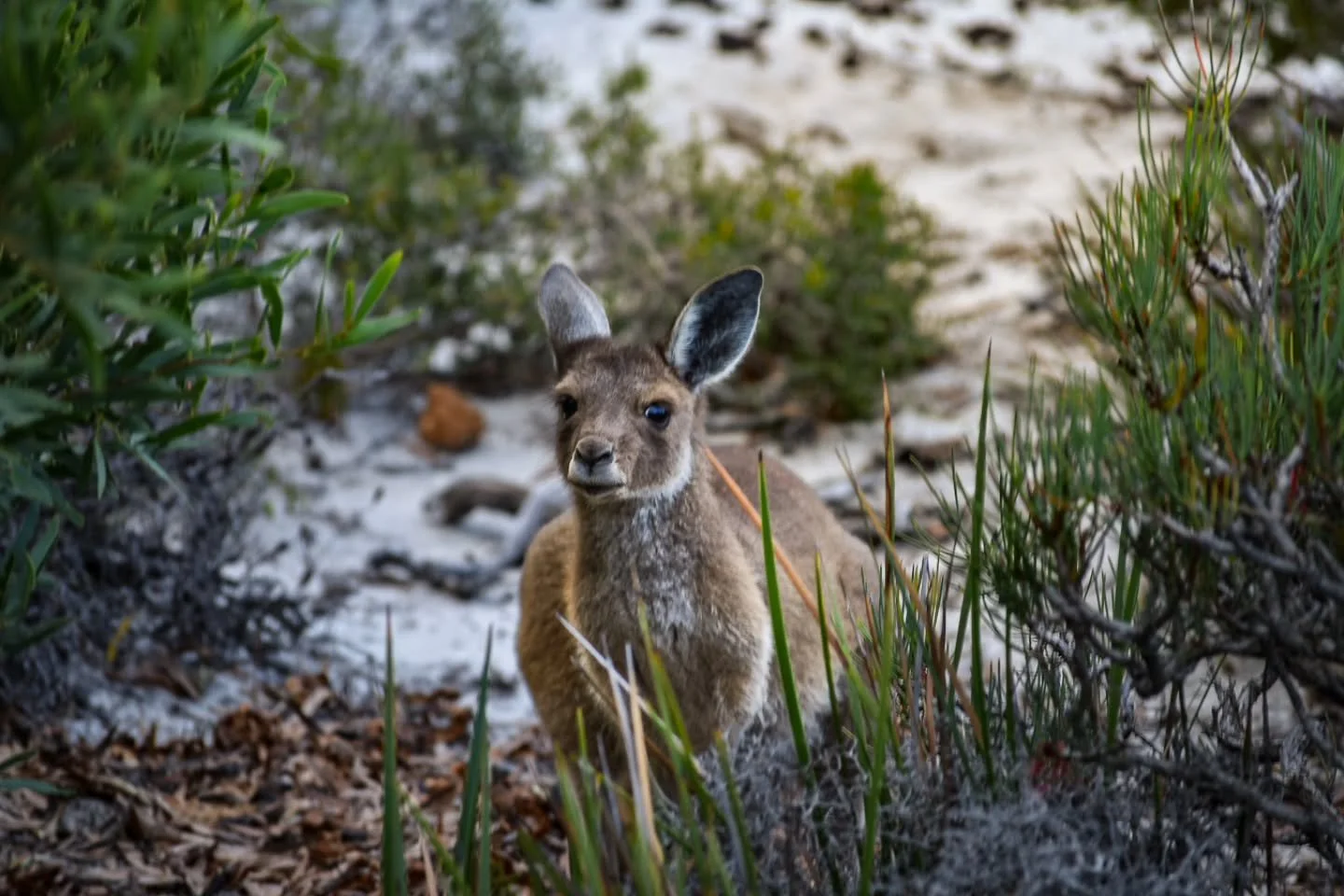 Sometimes the camp neighbours aren't too bad.

#lostroads 
#LuckyBay 
#Kangaroo 
#WesternAustralia 
#AustraliaWildlife