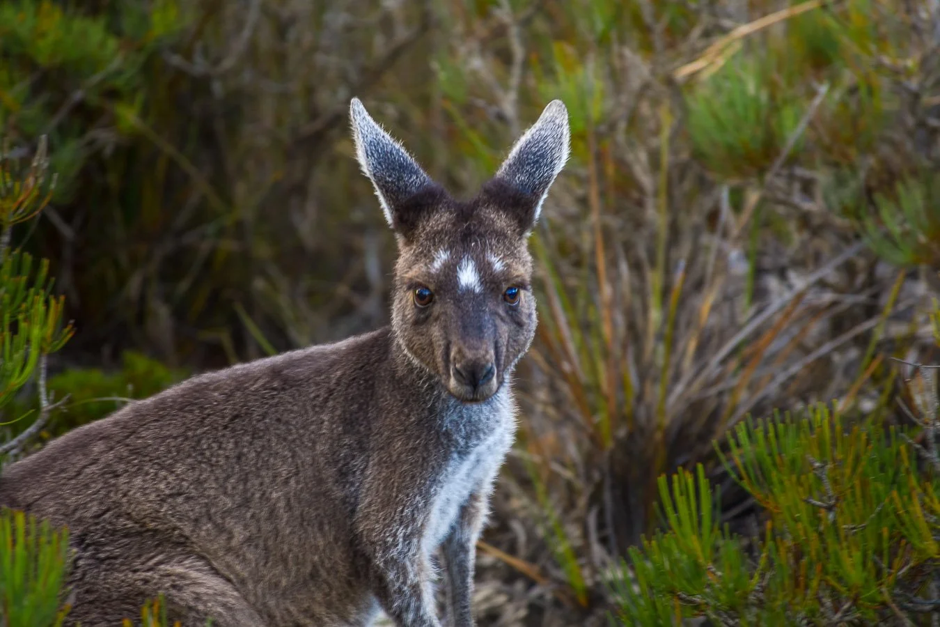 Lucky Bay Local