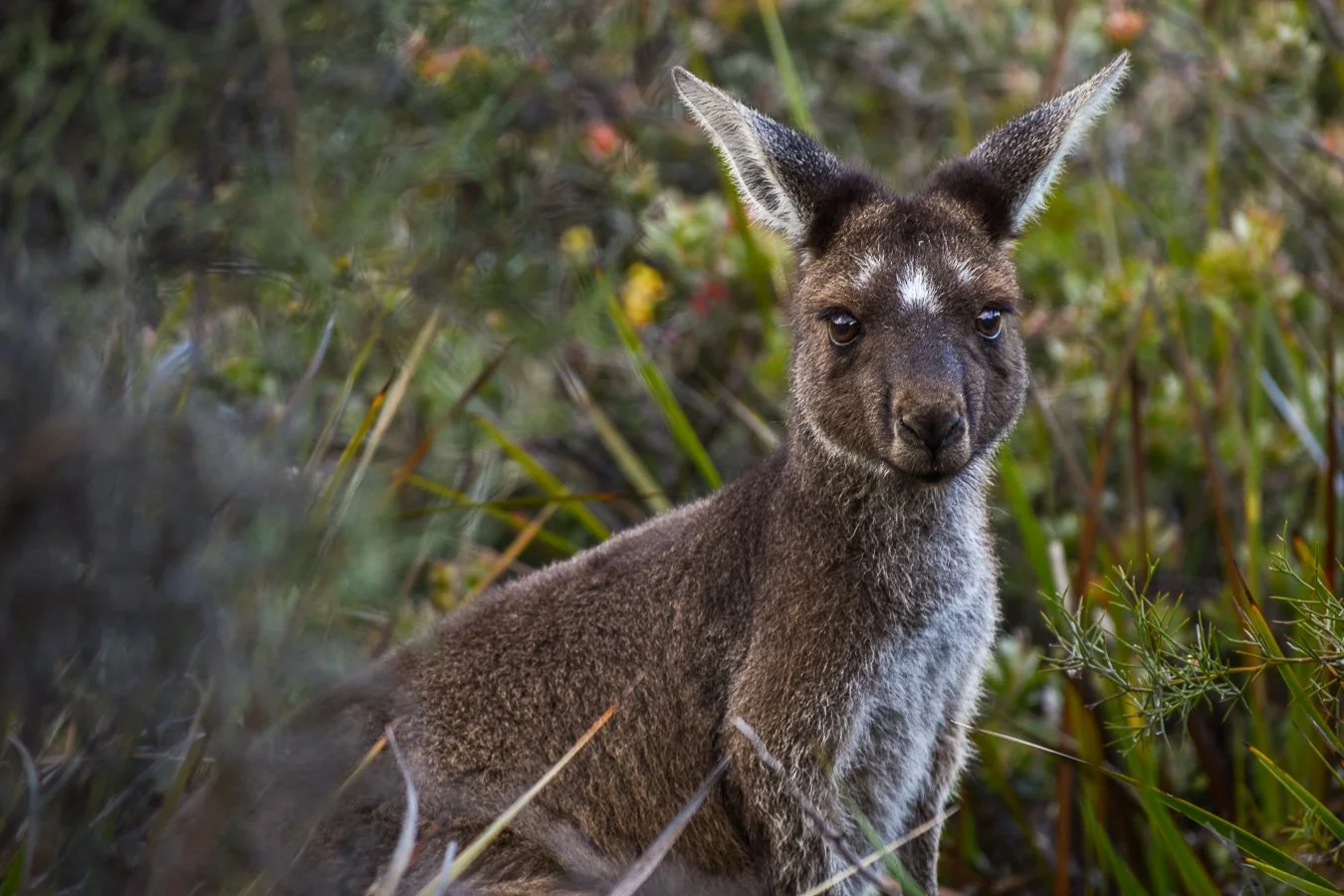 Lucky Bay Kangaroo