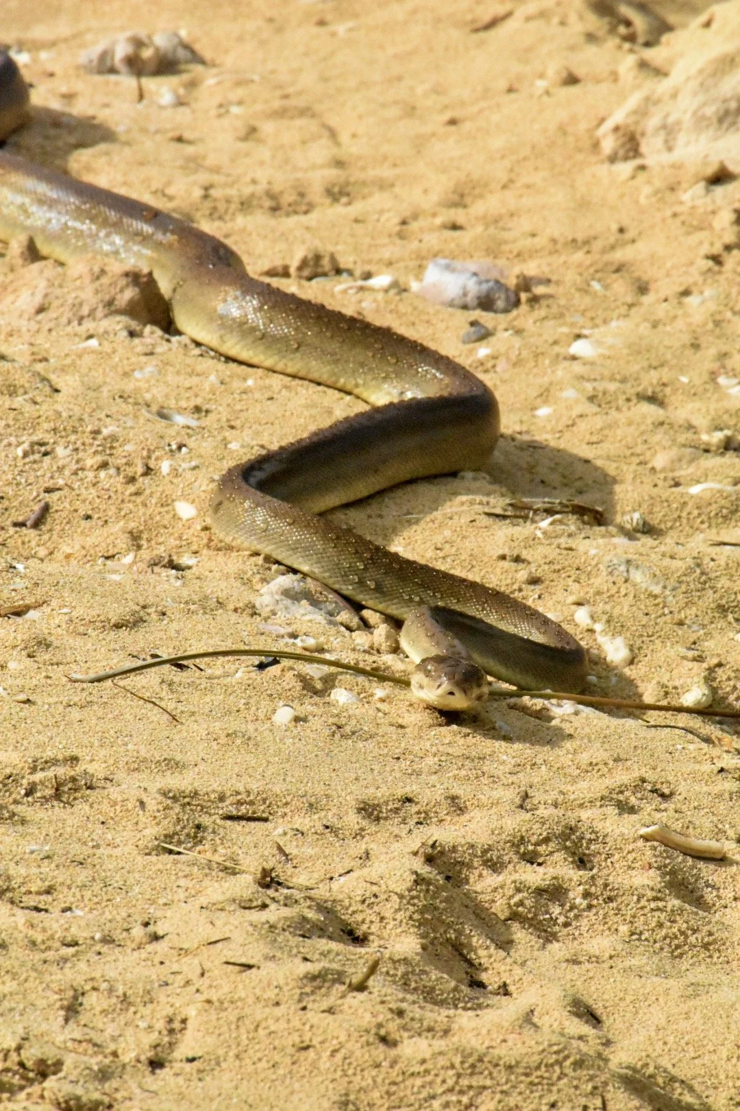 Olive Python