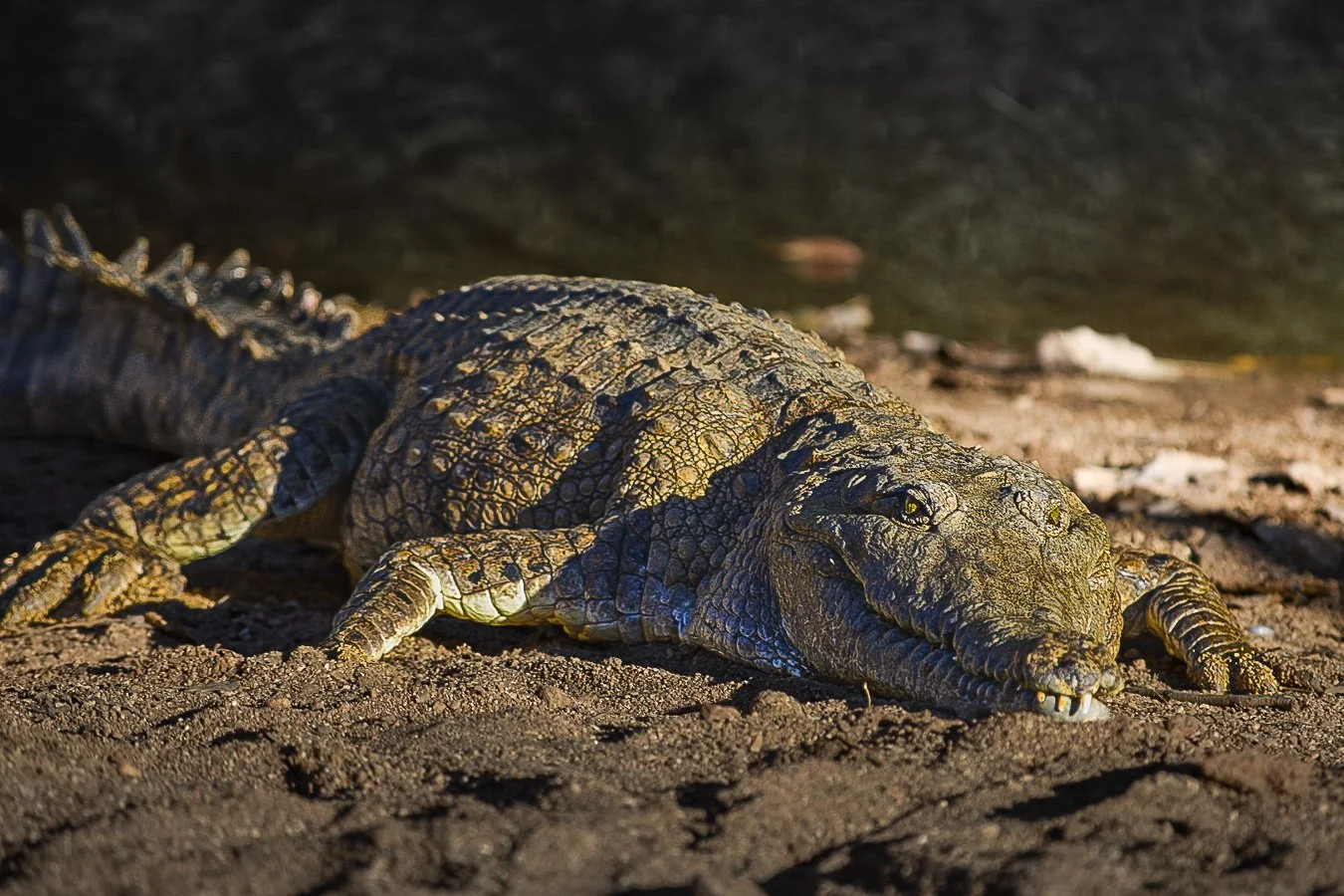 Kimberly Freshwater Crocodile