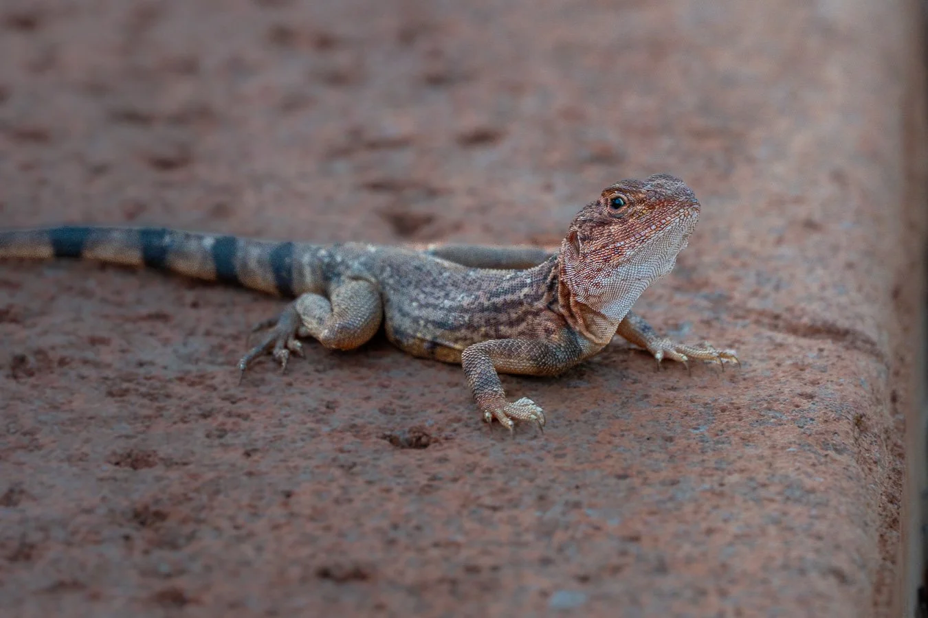 Pilbara Long Nosed Dragon