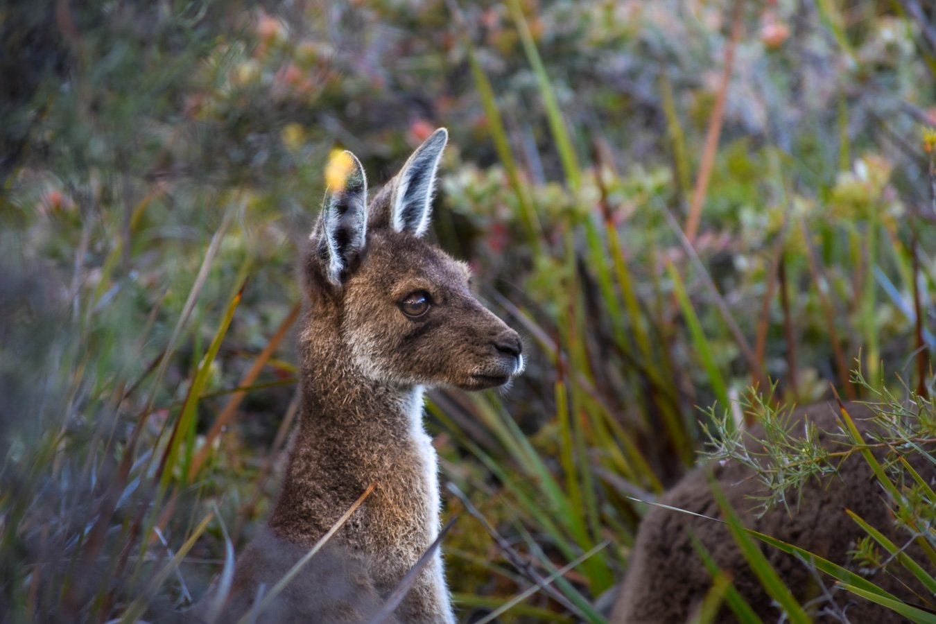 Lucky Bay Joey