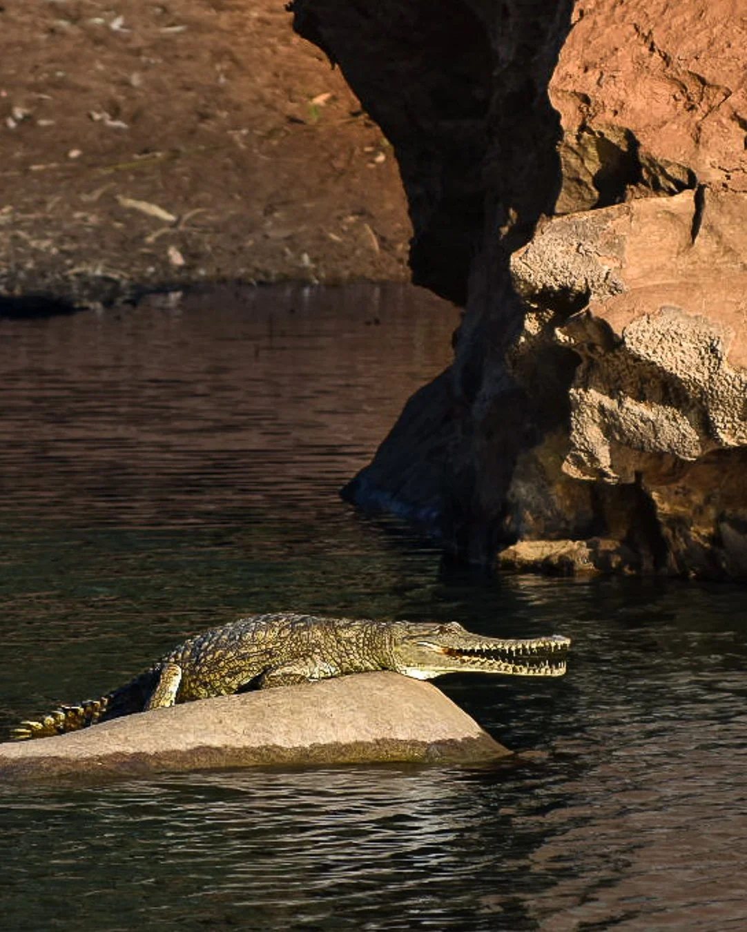 Freshwater Crocodile