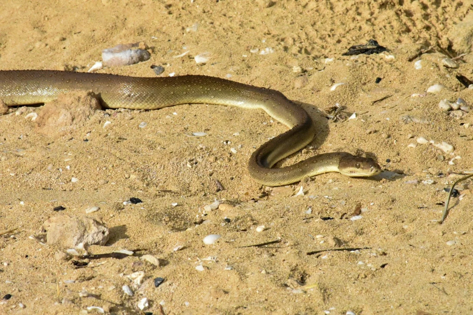 Shark Bay Olive Python