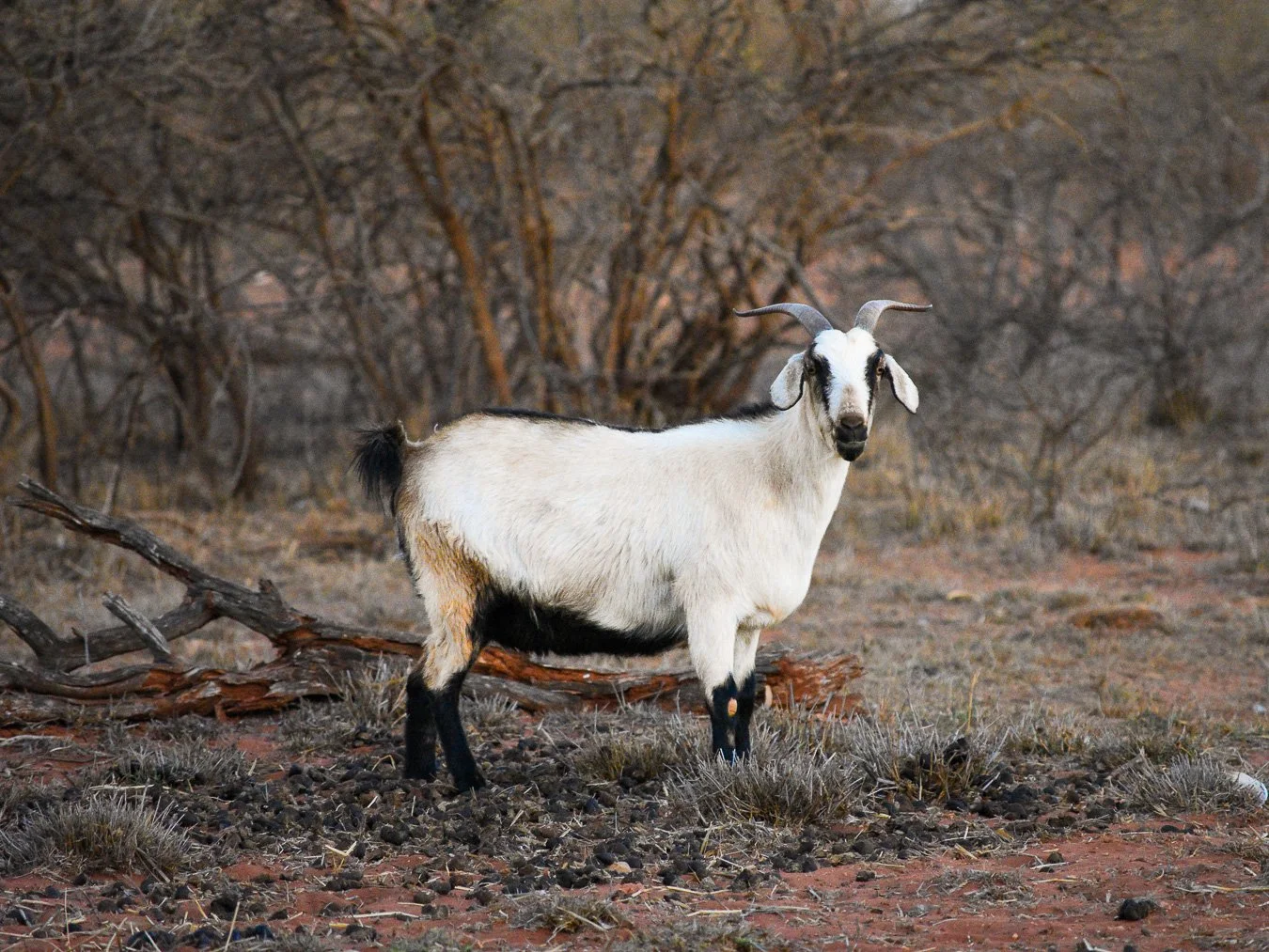 Bullara's Goats
