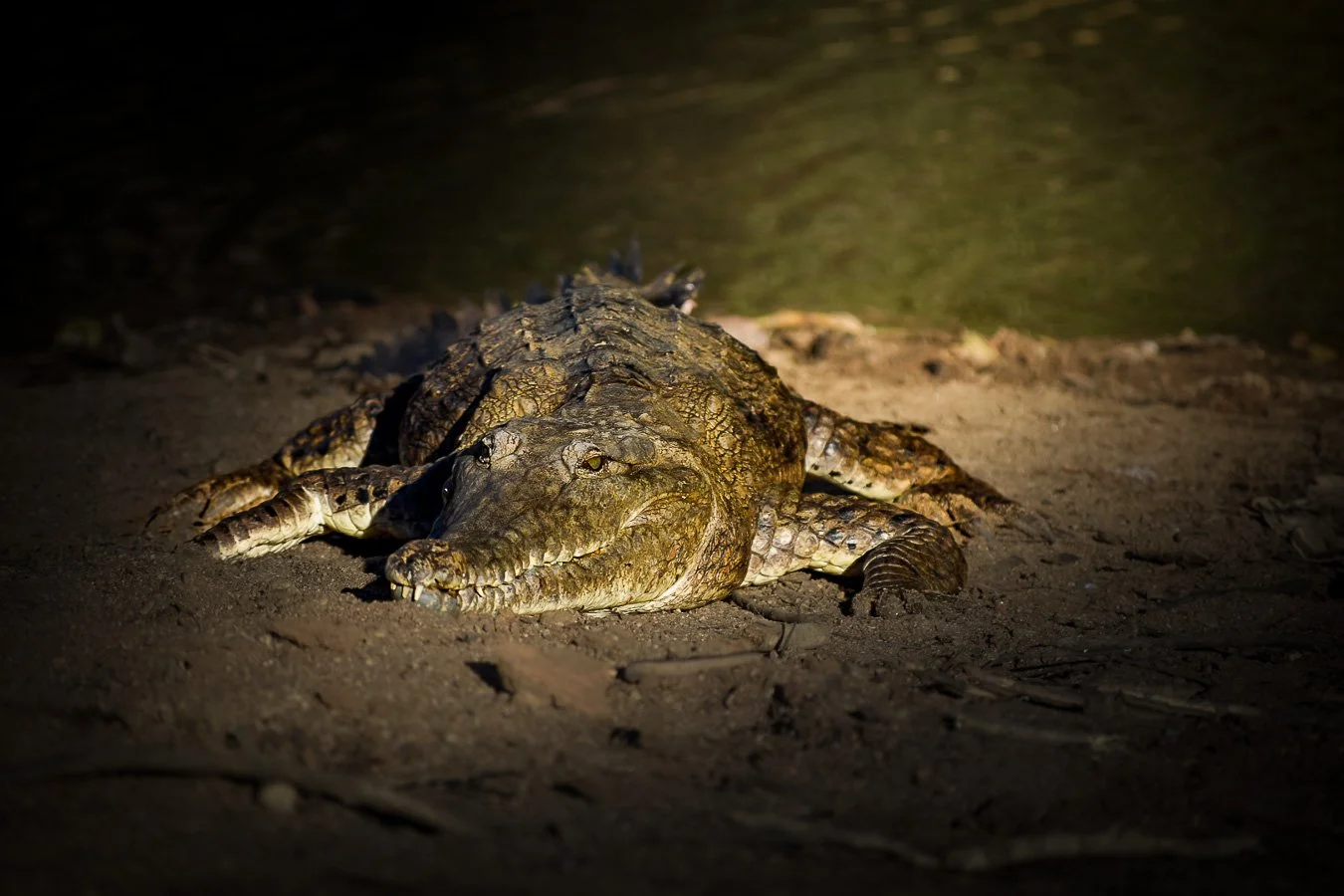 Windjana Freshwater Crocodile