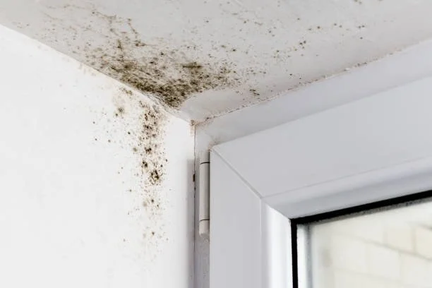 Volgens de SP leeft Eén op de vijf gezinnen in huis met schimmelproblemen