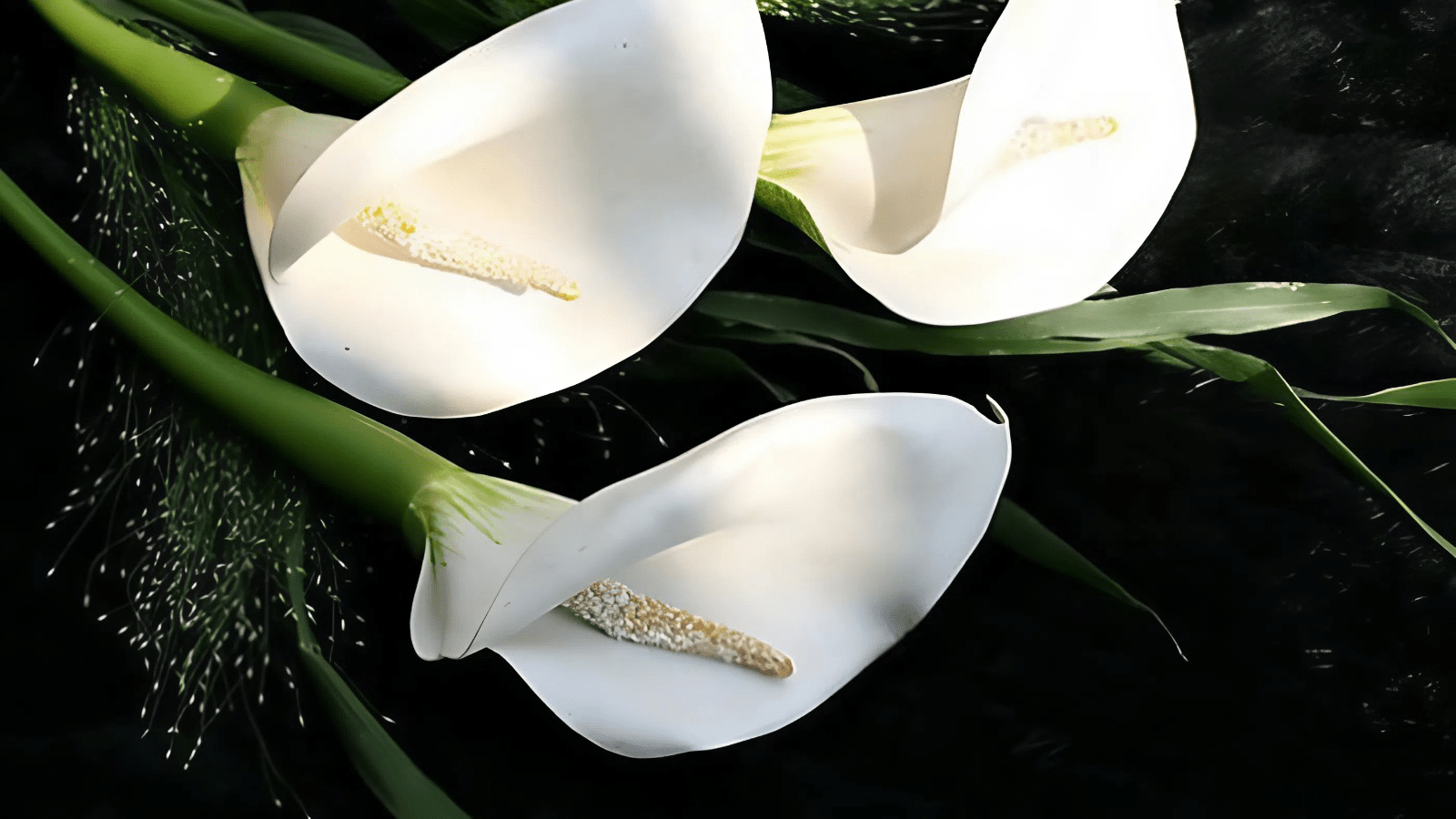 Three white calla lilies with green stems and leaves on a dark background.