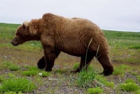 Adaptive and Maladaptive Reaction to Threats