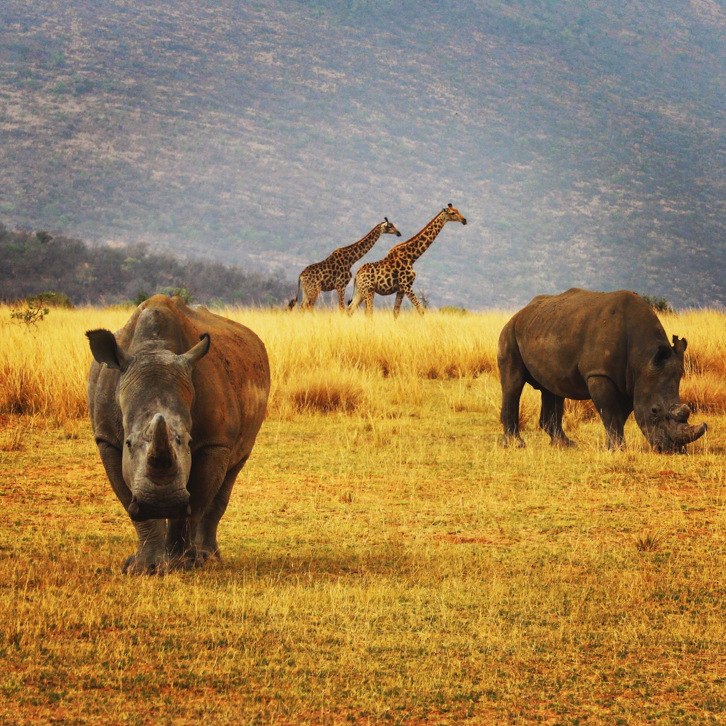 Leadership and Intelligence Collection