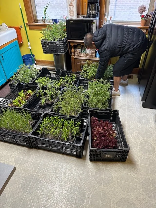 Person tending to multiple trays of seedlings and herbs on the kitchen floor, with a window, microwave, and plants in the background.