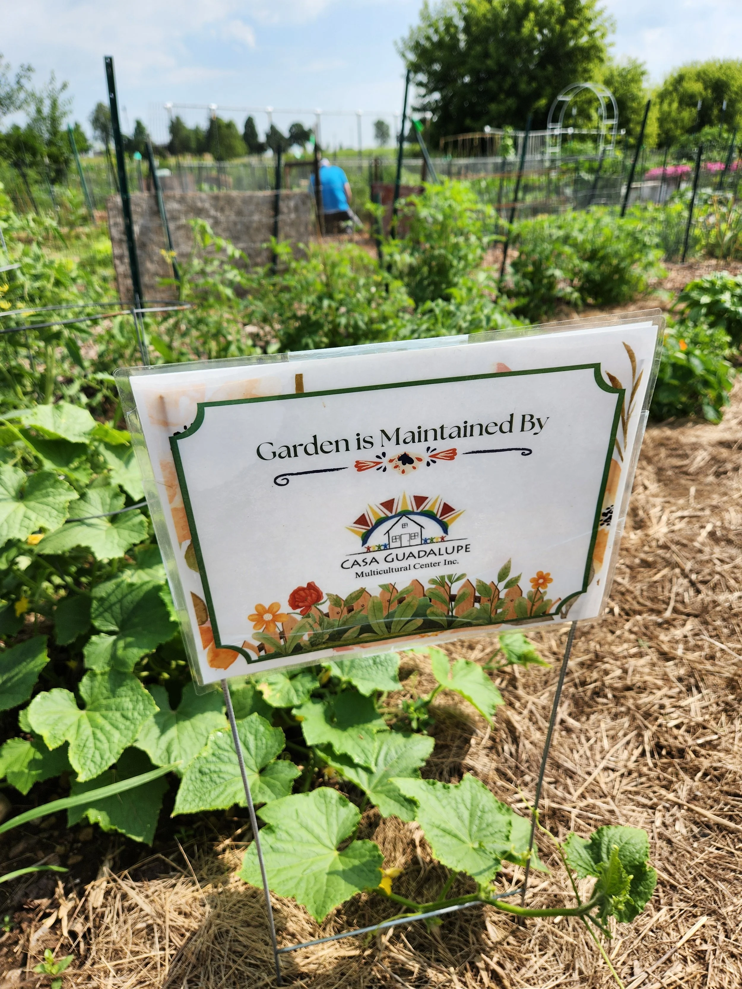 Community garden with plants and a sign that says 'Garden is Maintained By Casa Guadalupe Multicultural Center Inc.'